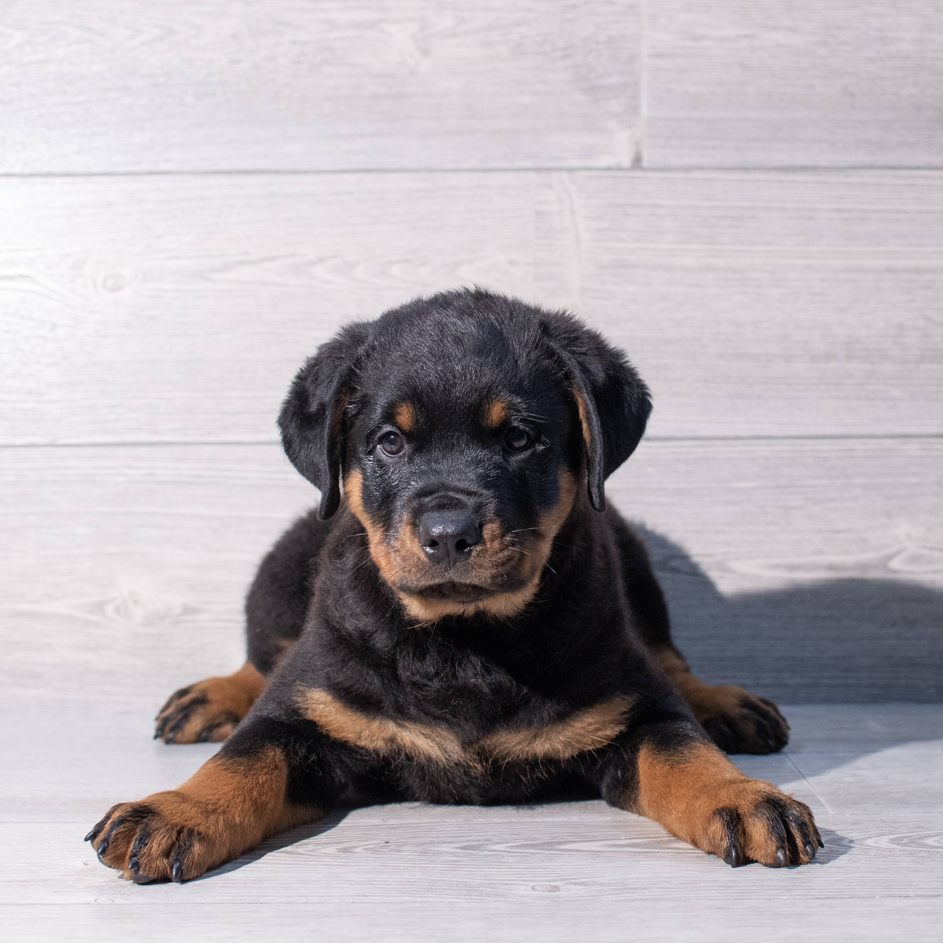 Rottweiler (M) 1905 Image #1