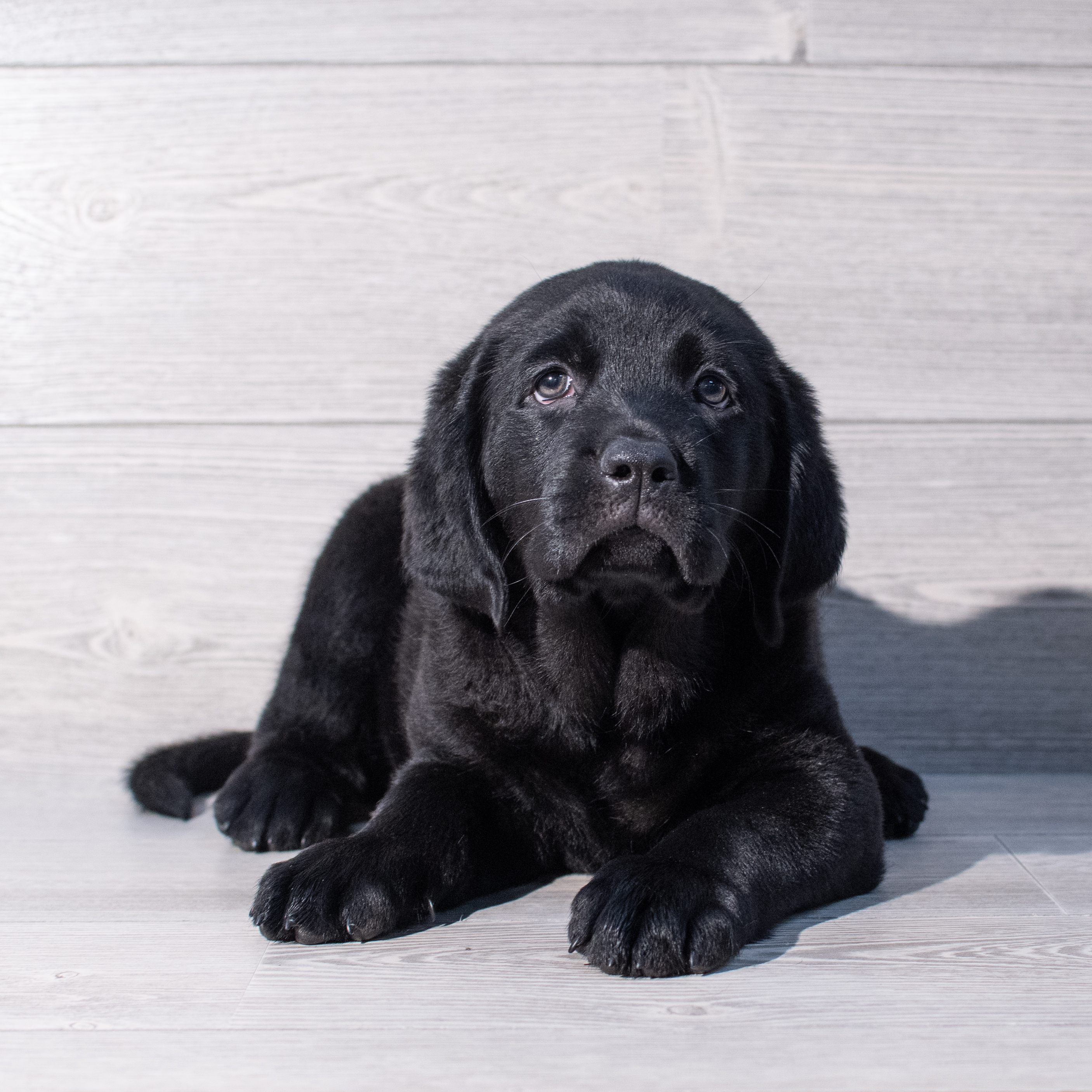 Labrador Retriever (M) 1906 Image #1