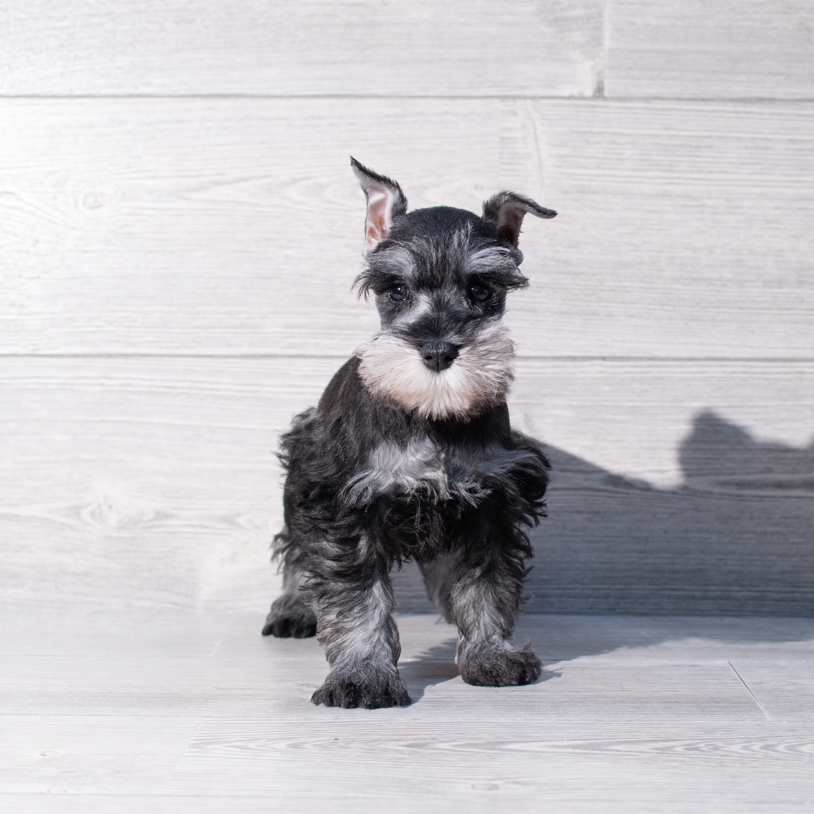 Miniature Schnauzer (F) 1907 Image #1