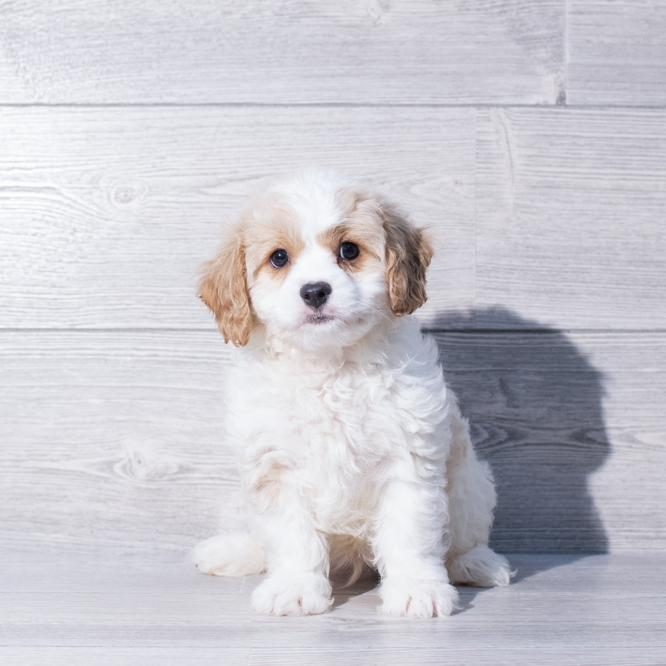 Cavachon (M) 1908 Image #1