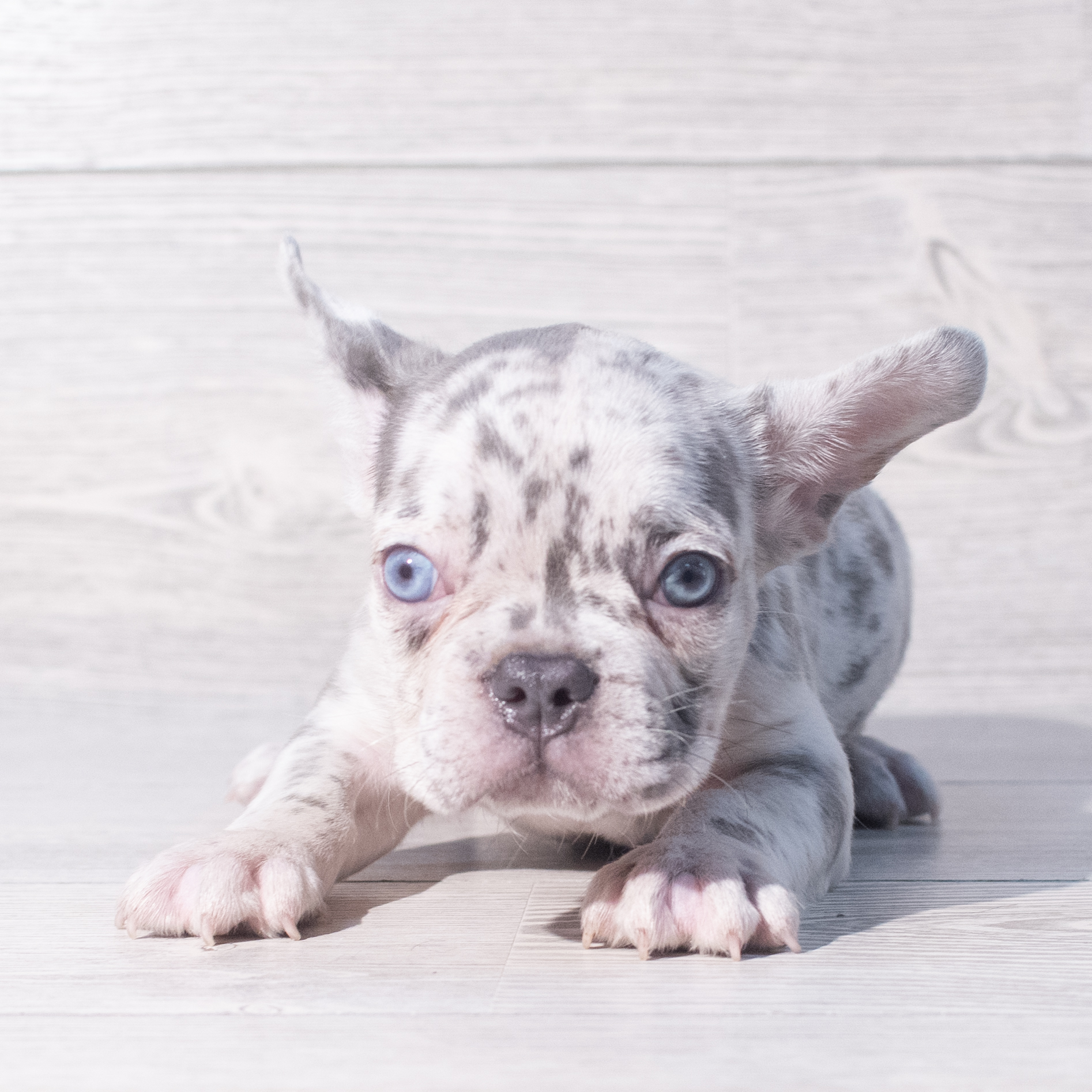 French Bulldog (M) 1911 Image #1