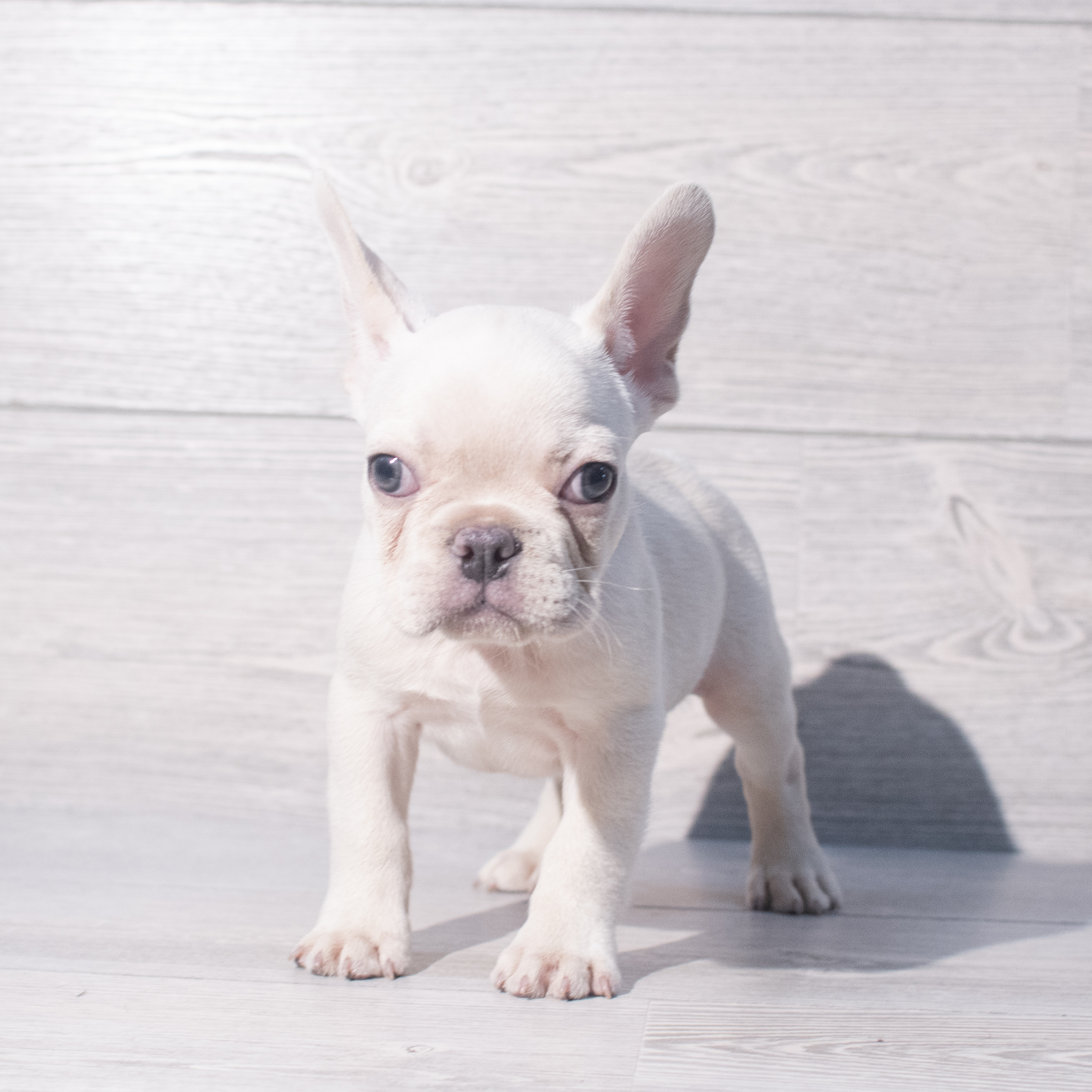 French Bulldog (M) 1914 Image #1