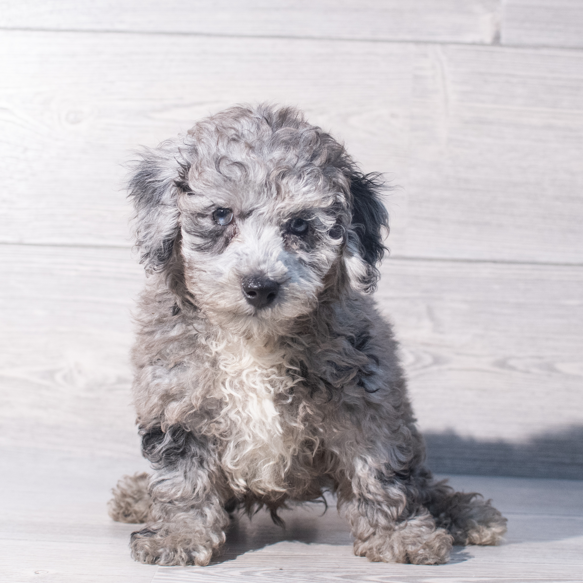 Poodle (M) 1915 Image #1