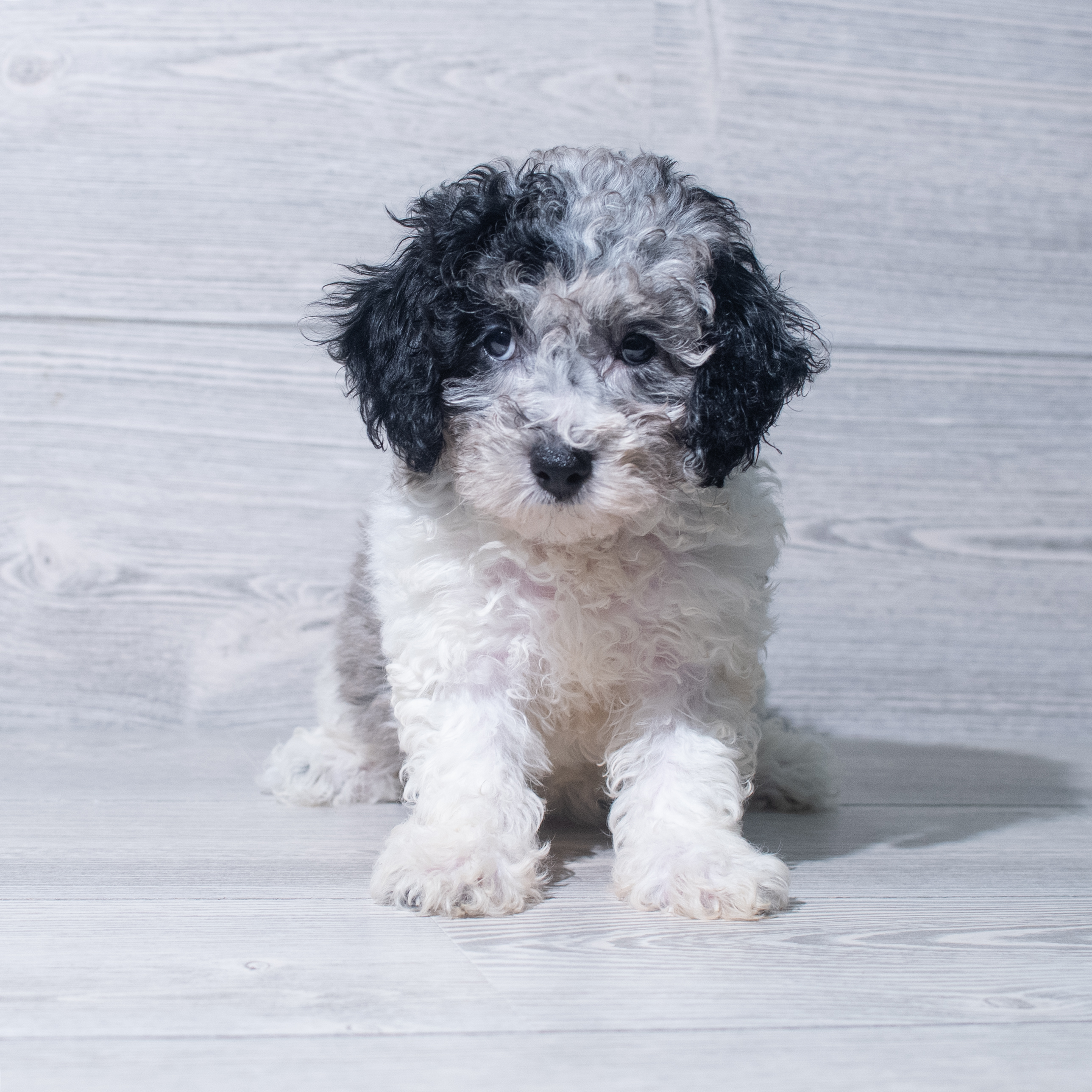 Poodle (F) 5312 Image #1