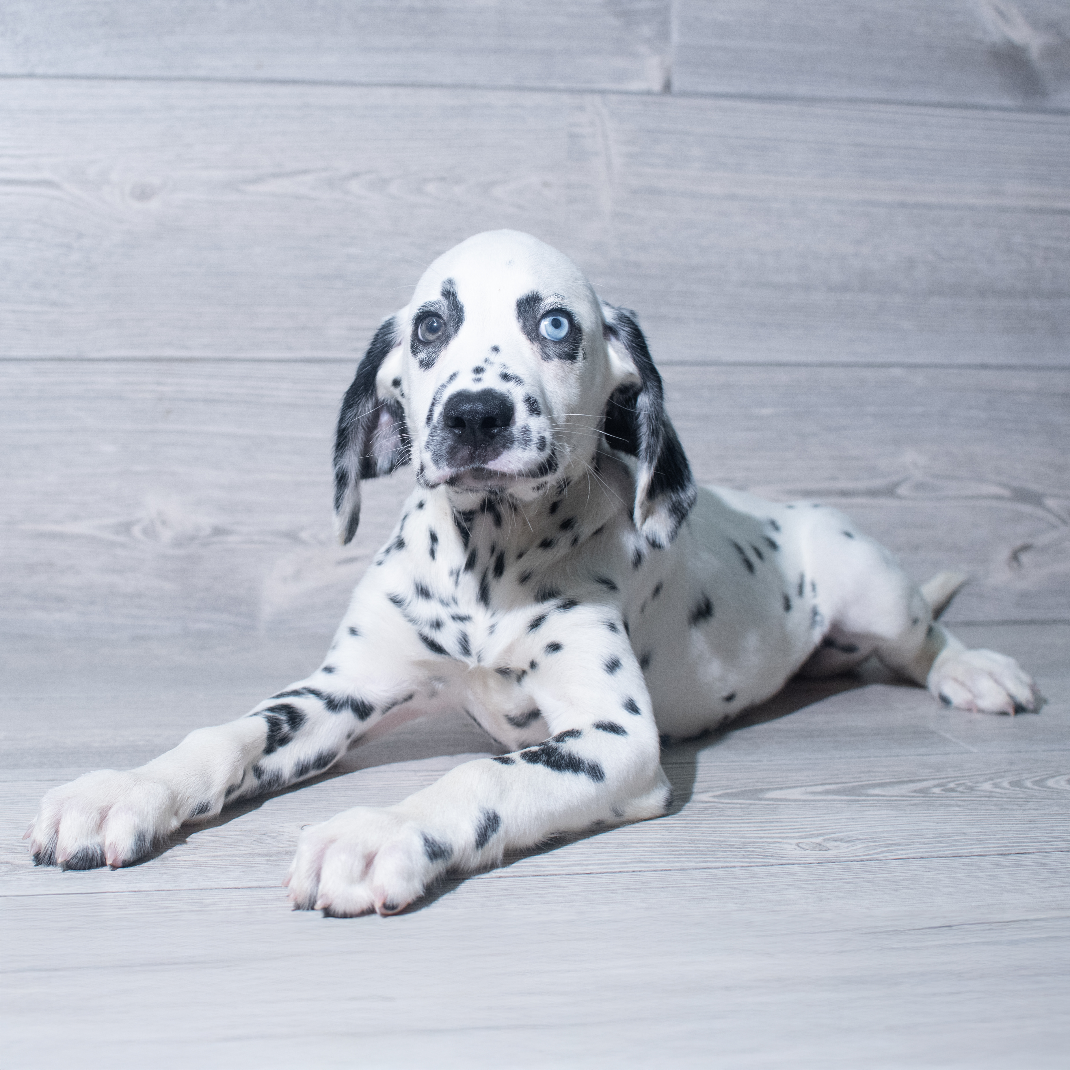 Dalmatian (F) 5315 Image #1