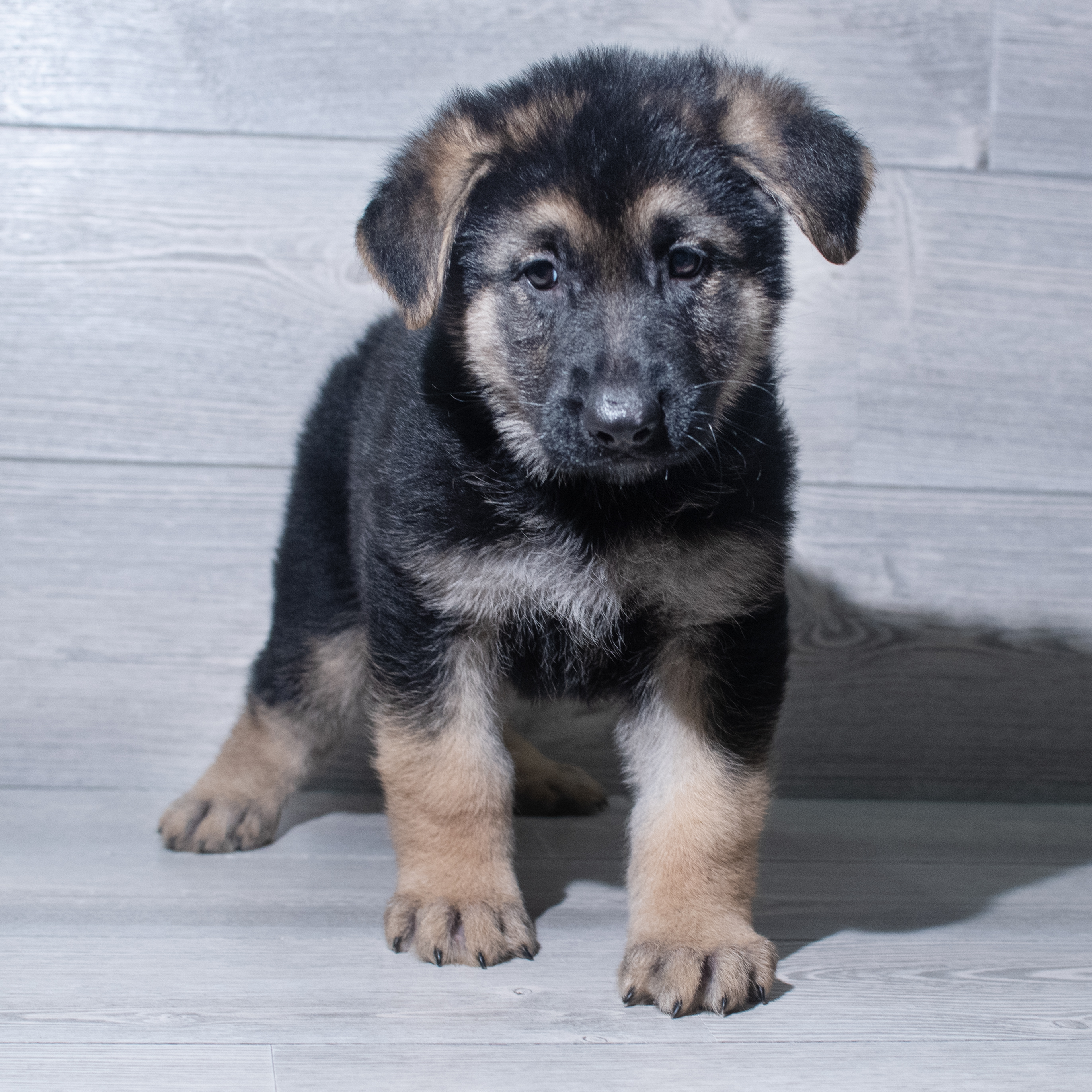 German Shepherd Dog (M) 5314 Image #1