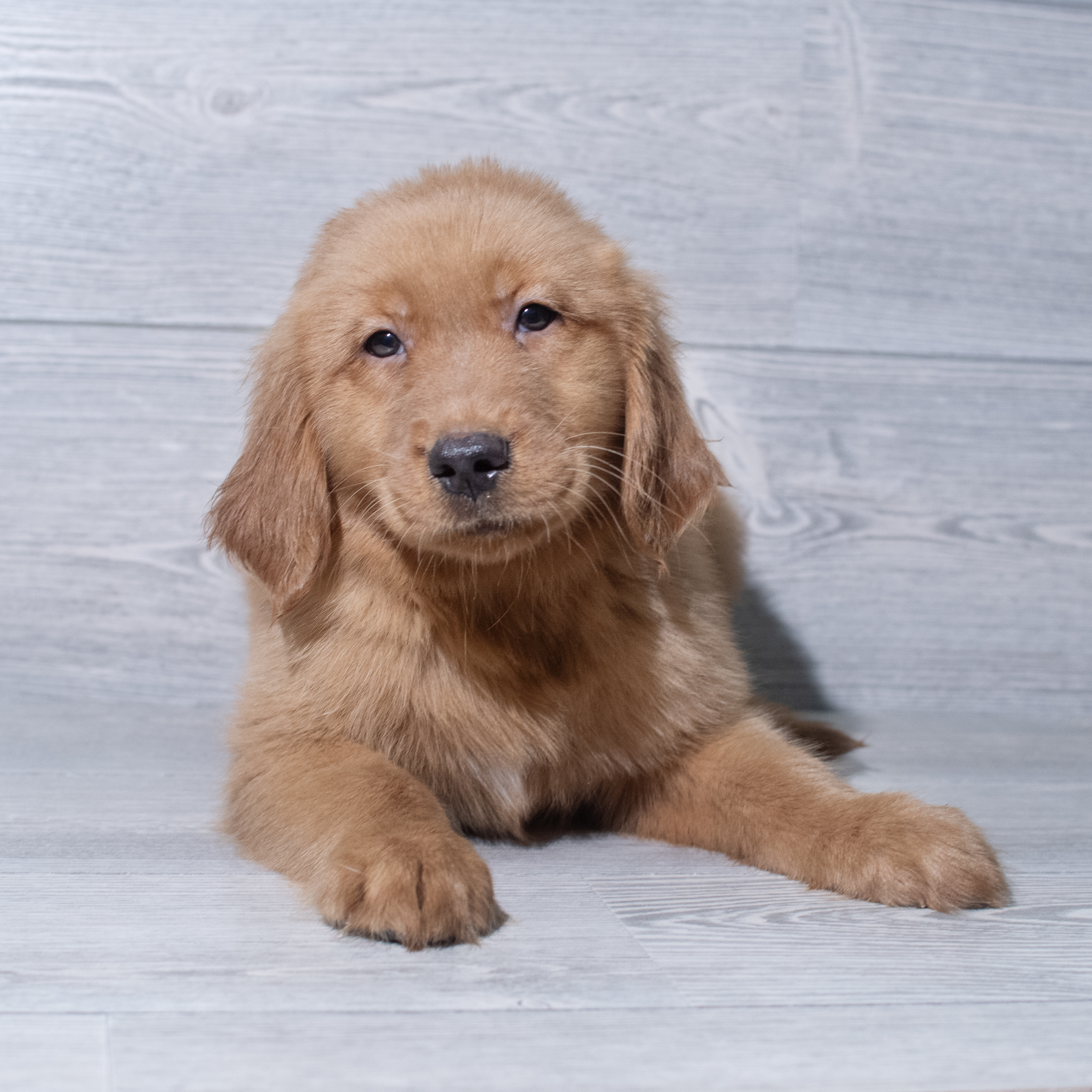 Golden Retriever (M) 5313 Image #1
