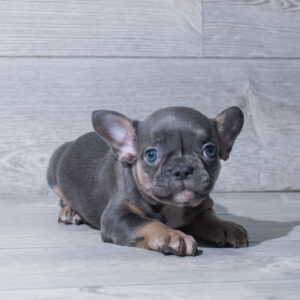 French Bulldog (F) 5318