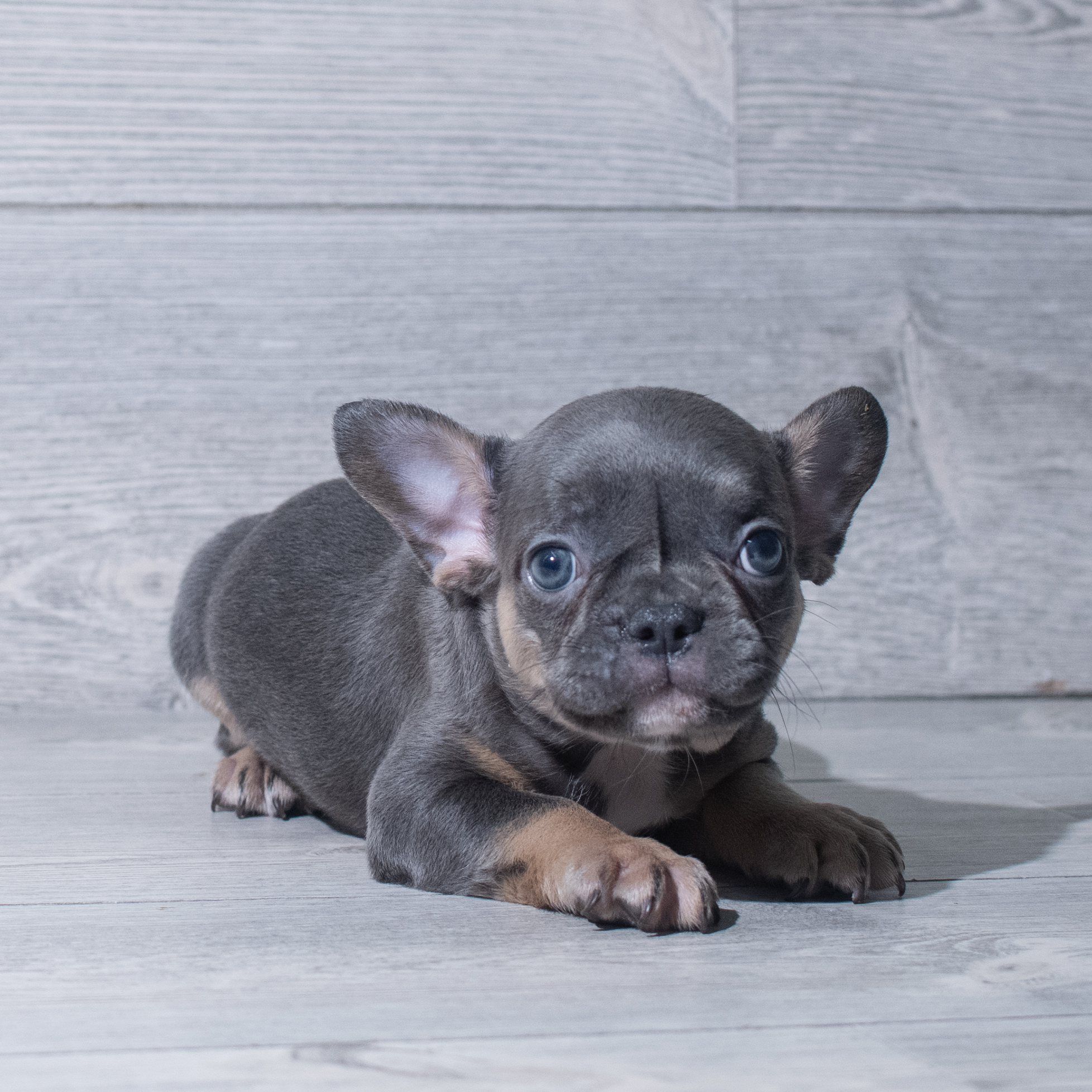 French Bulldog (F) 5318 Image #1