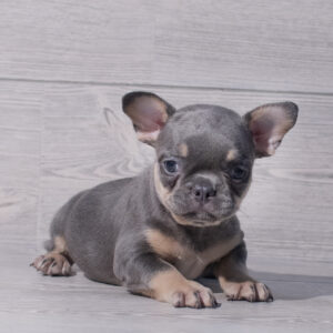 French Bulldog (F) 1927