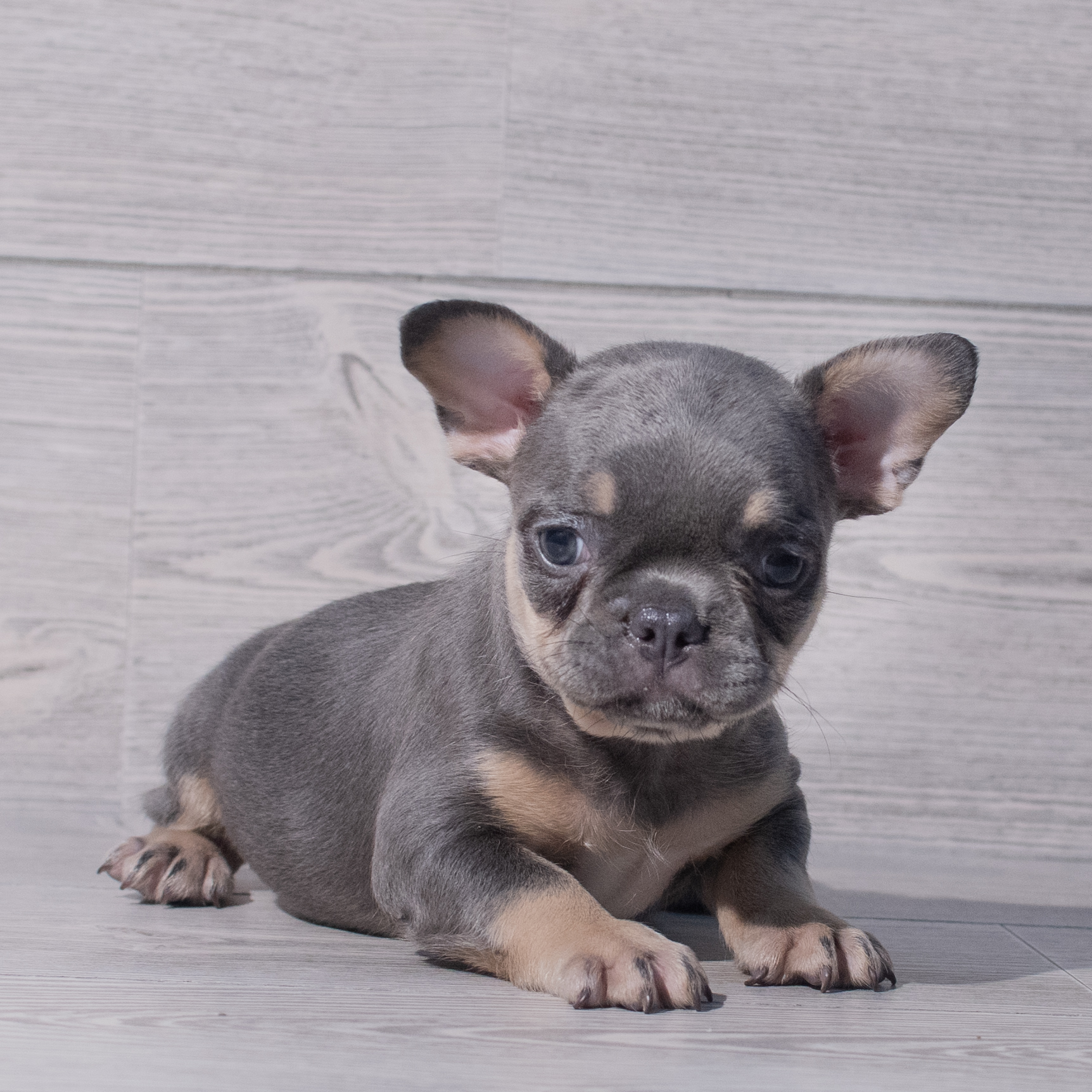 French Bulldog (F) 1927 Image #1