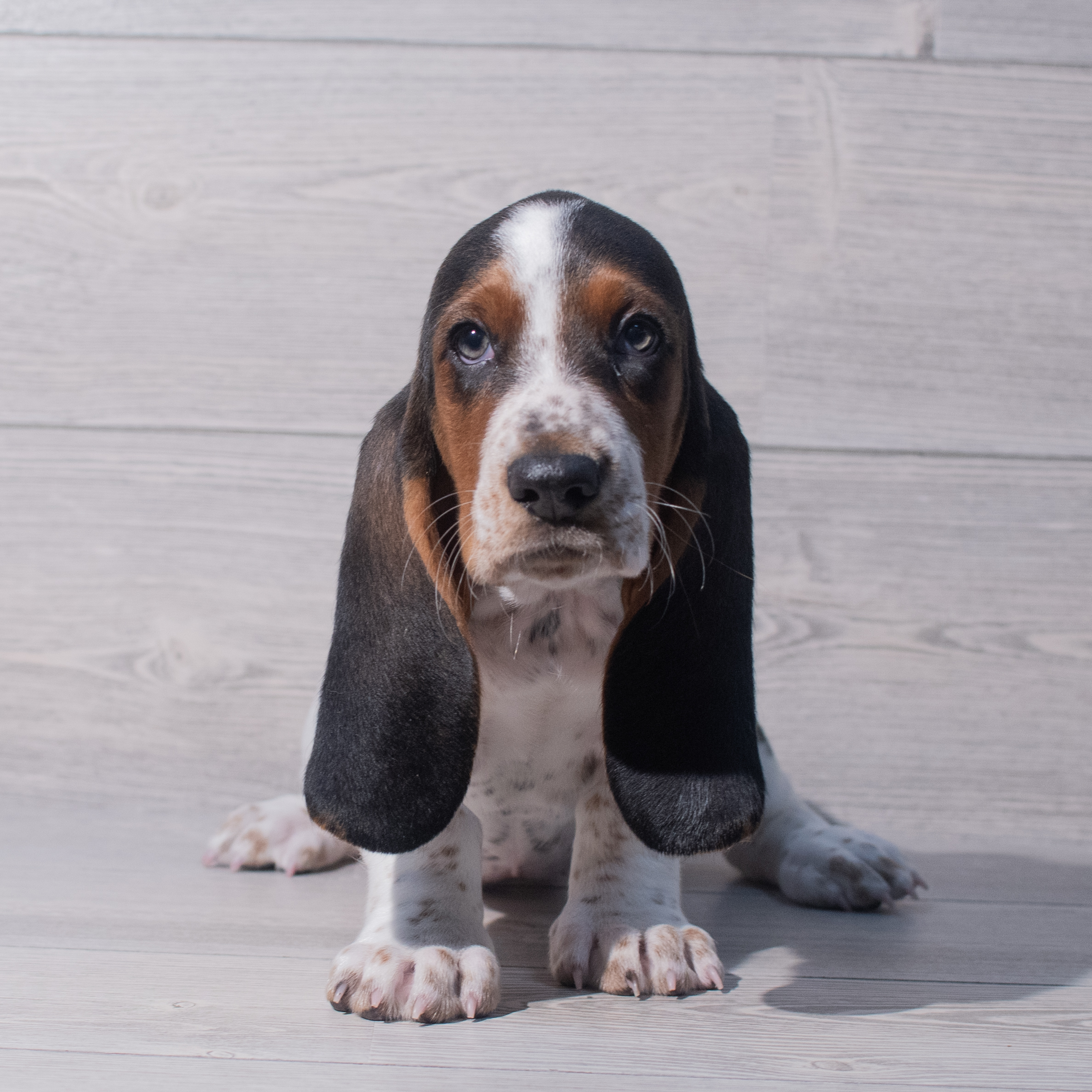 Basset Hound (F) 1922 Image #1