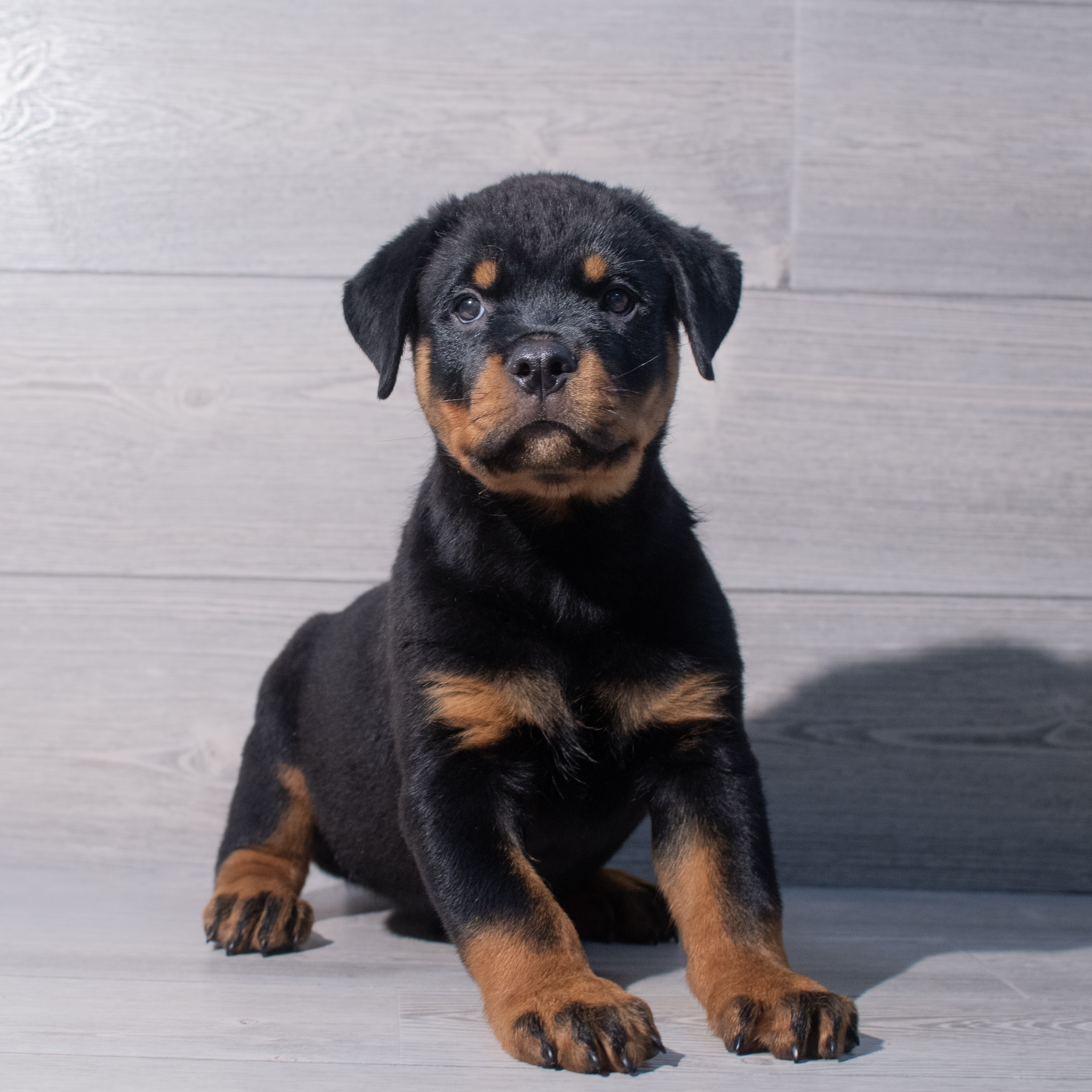 Rottweiler (M) 1924 Image #1