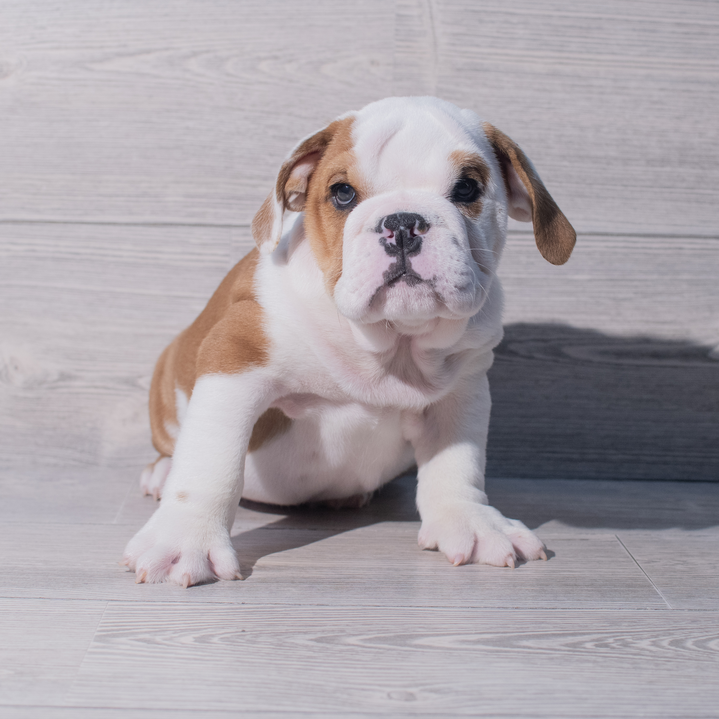 English Bulldog (M) 1926 Image #1