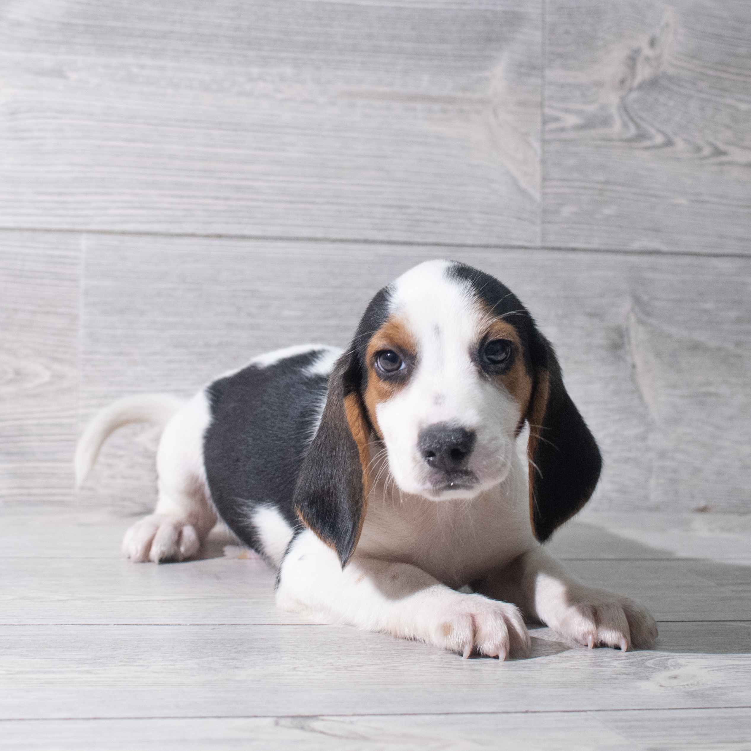 Beagle (M) 5321 Image #1