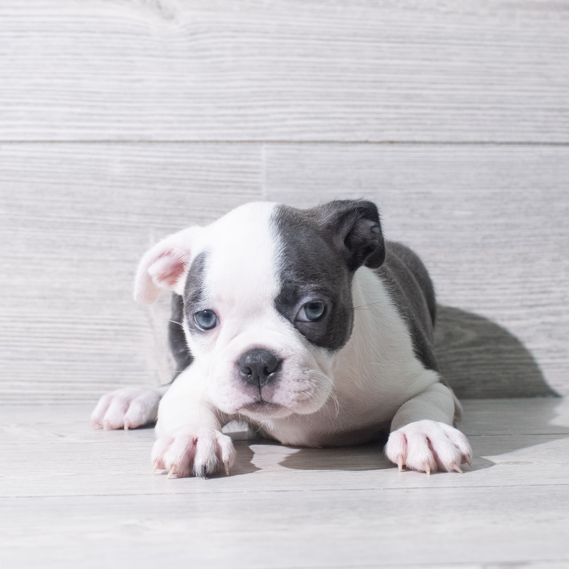 Boston Terrier (F) 5322 Image #1