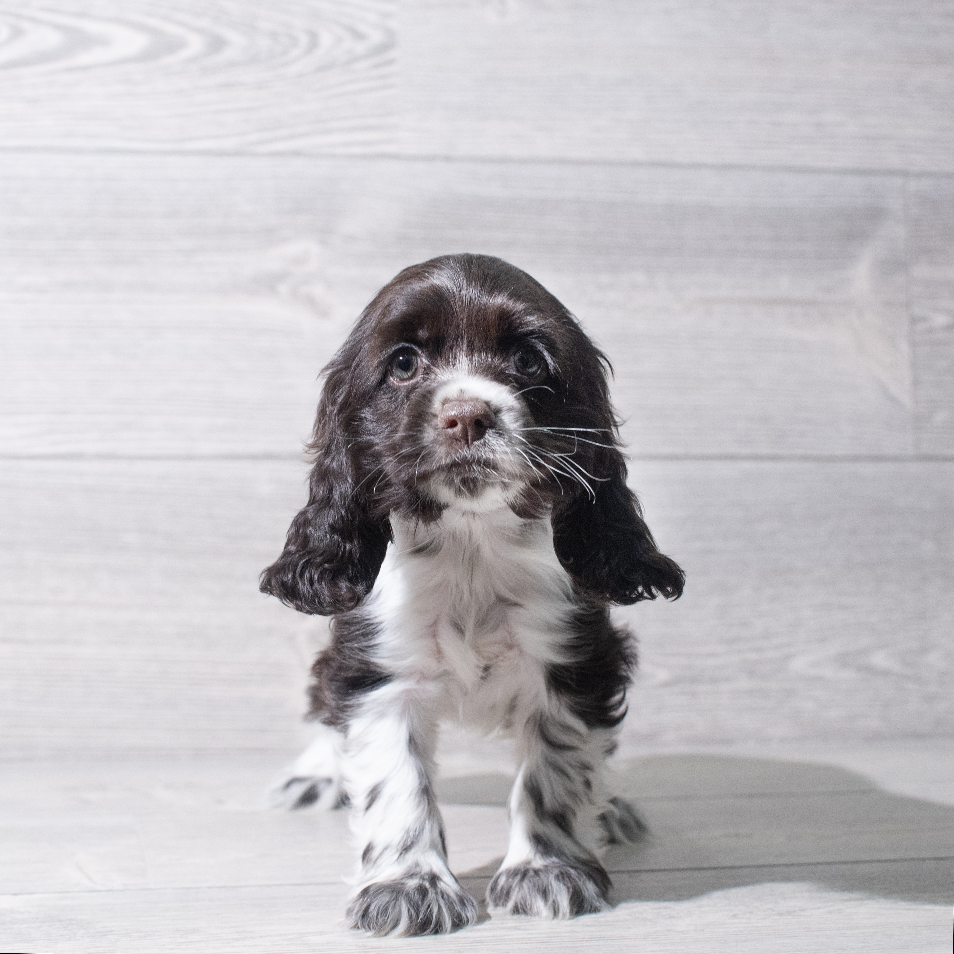 Cocker Spaniel (F) 5323 Image #1