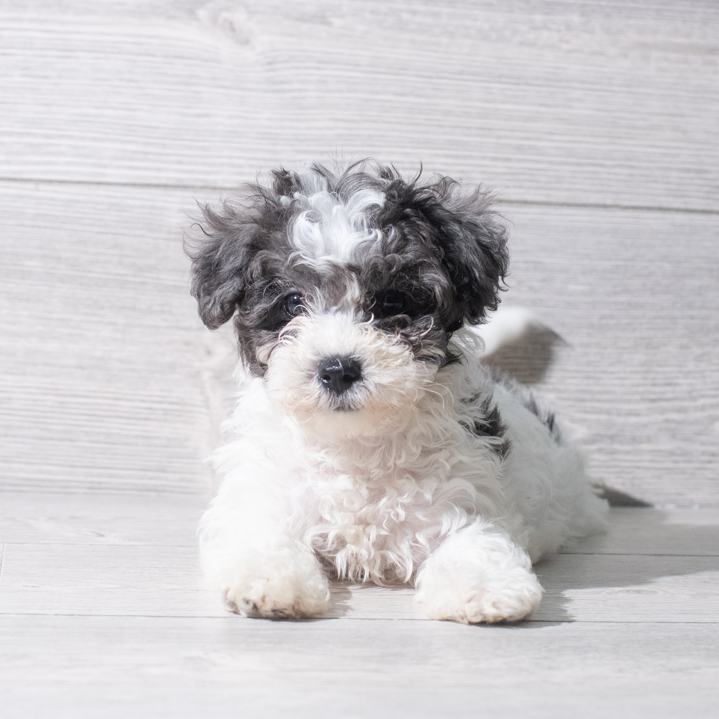 Maltipoo (M) 5325 Image #1