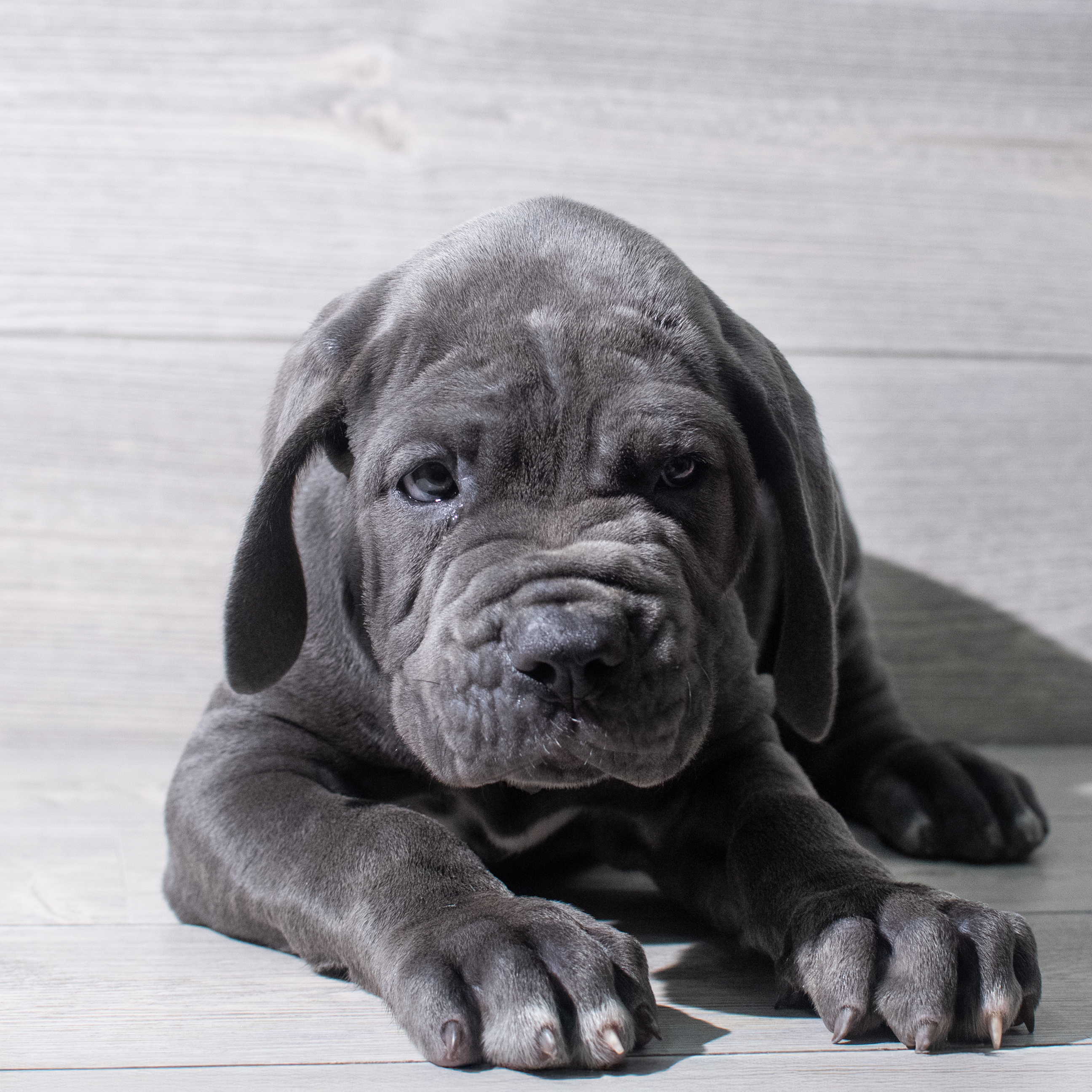Neapolitan Mastiff (M) 5326 Image #1
