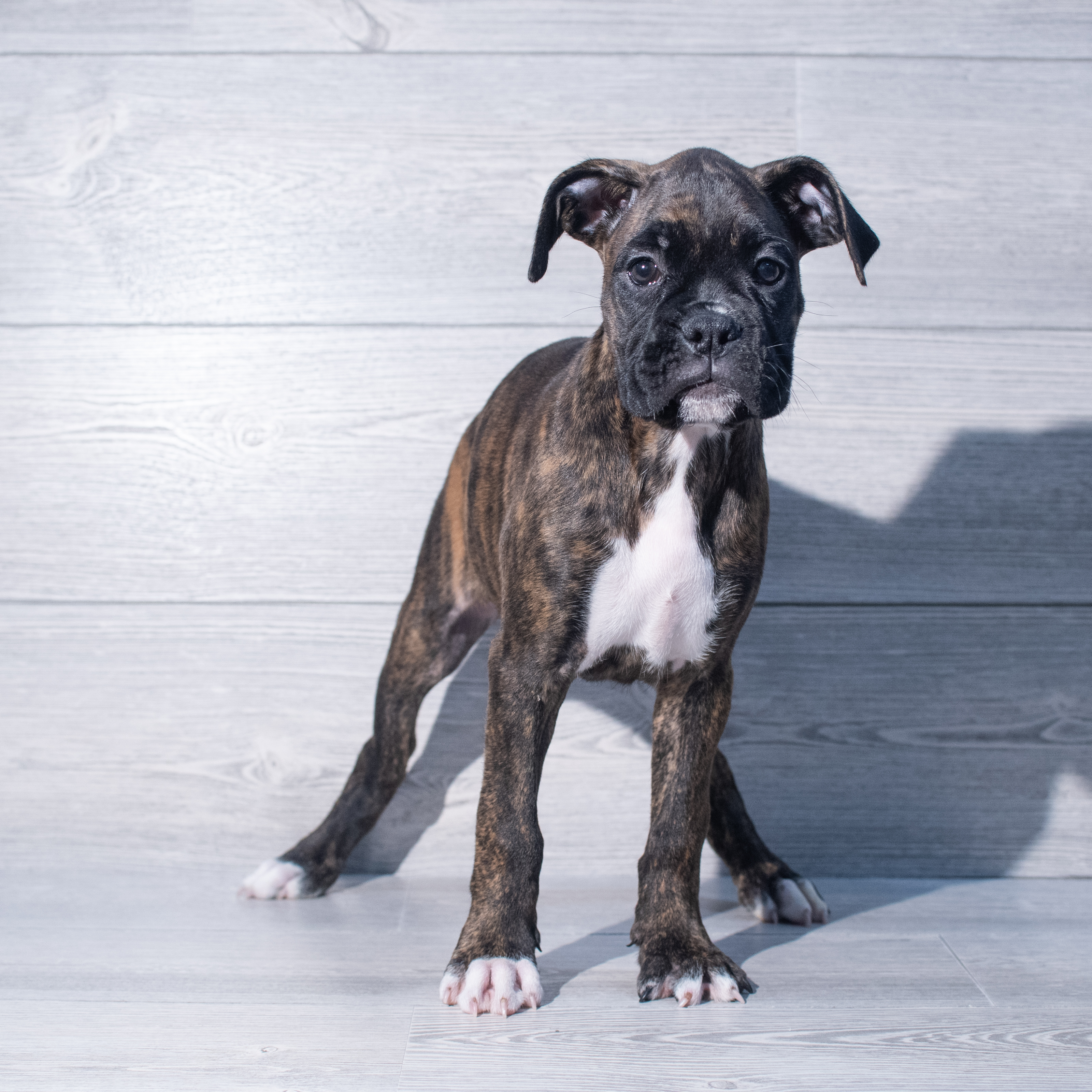 Boxer (F) 1940 Image #1