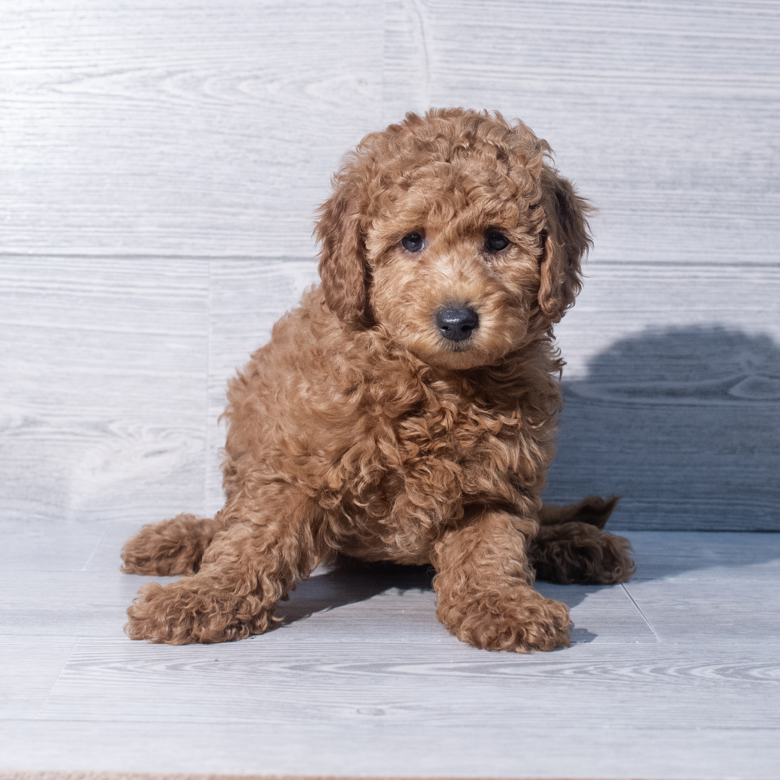 Goldendoodle Mini F1b (F) 1931 Image #1