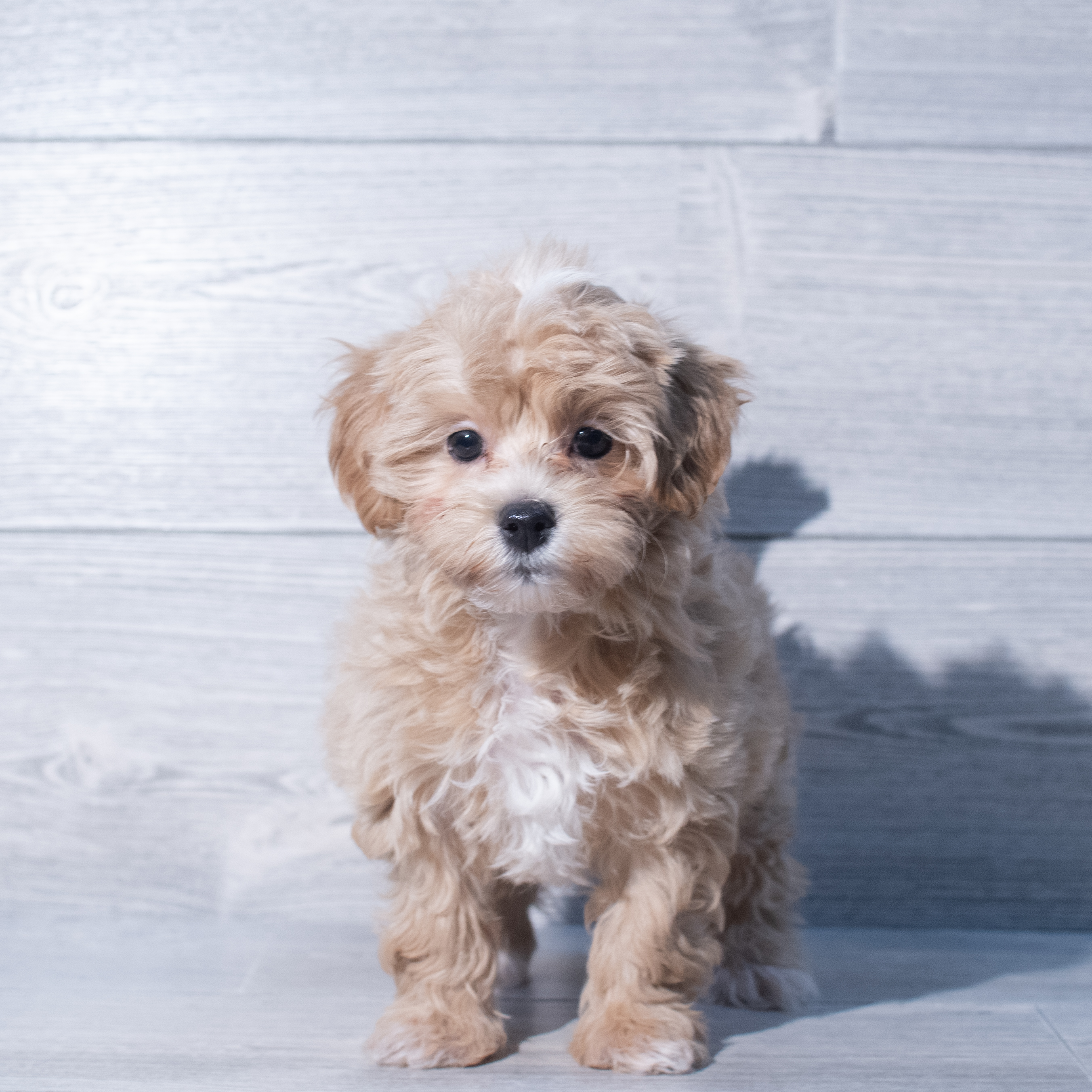 Maltipoo (F) 1932 Image #1