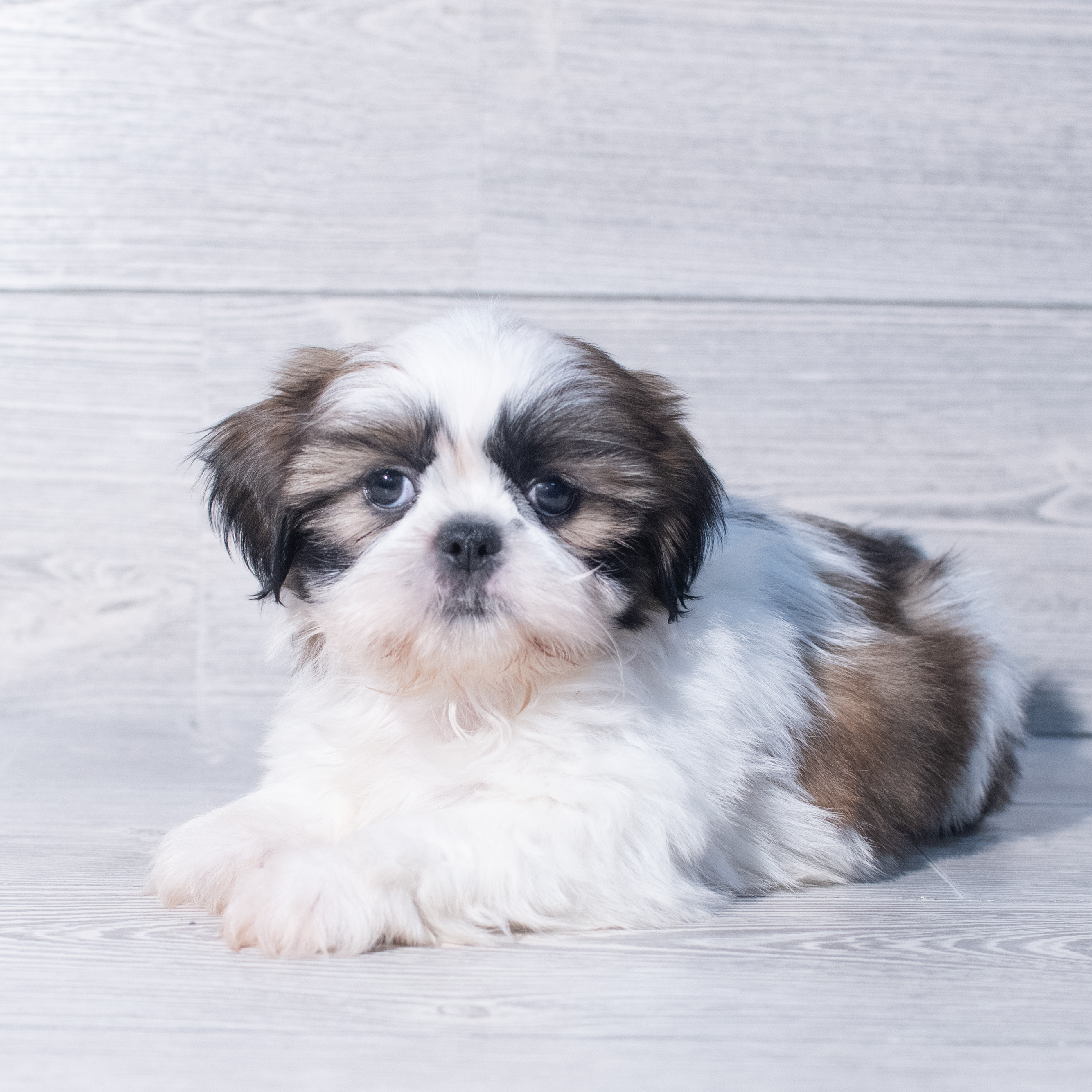 Shih Tzu (M) 1933 Image #1