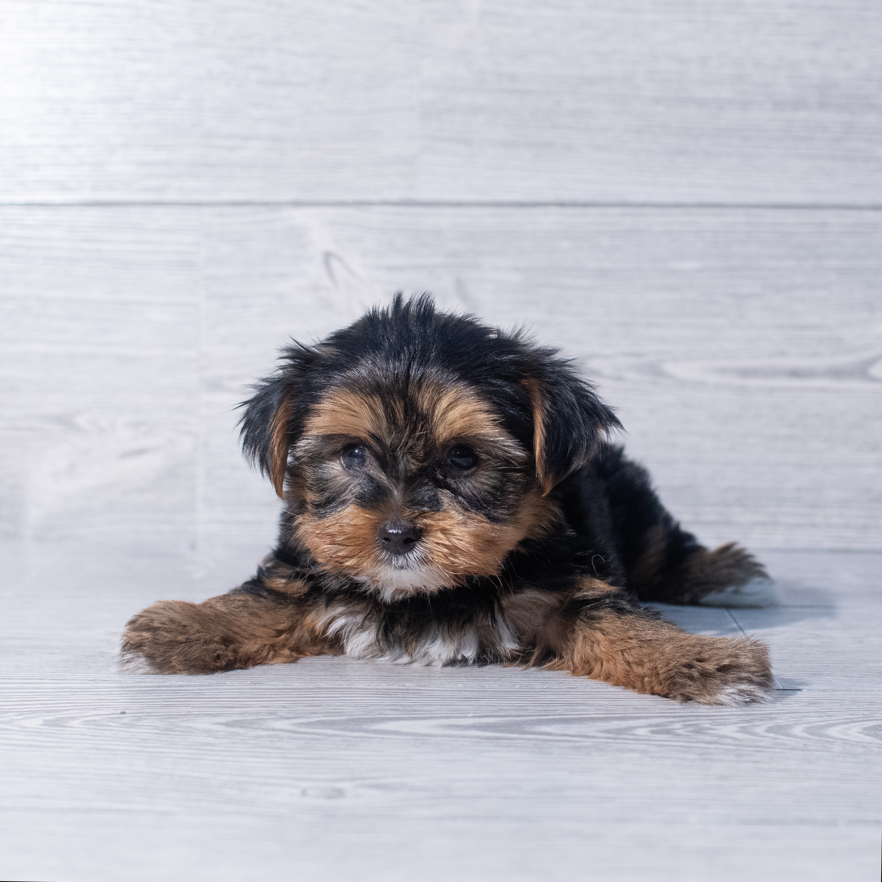 Yorkshire Terrier (M) 1935 Image #1