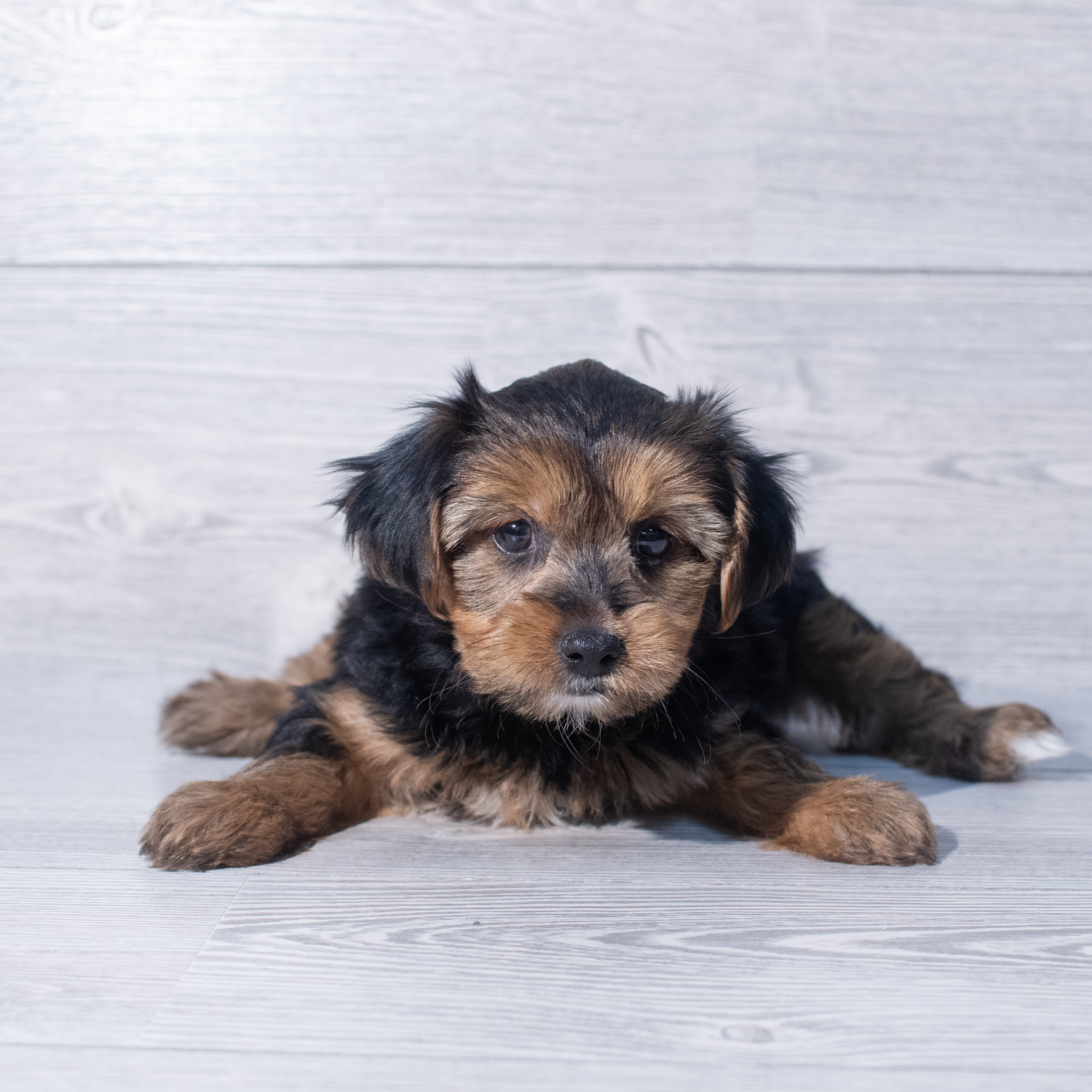 Morkie (F) 1936 Image #1