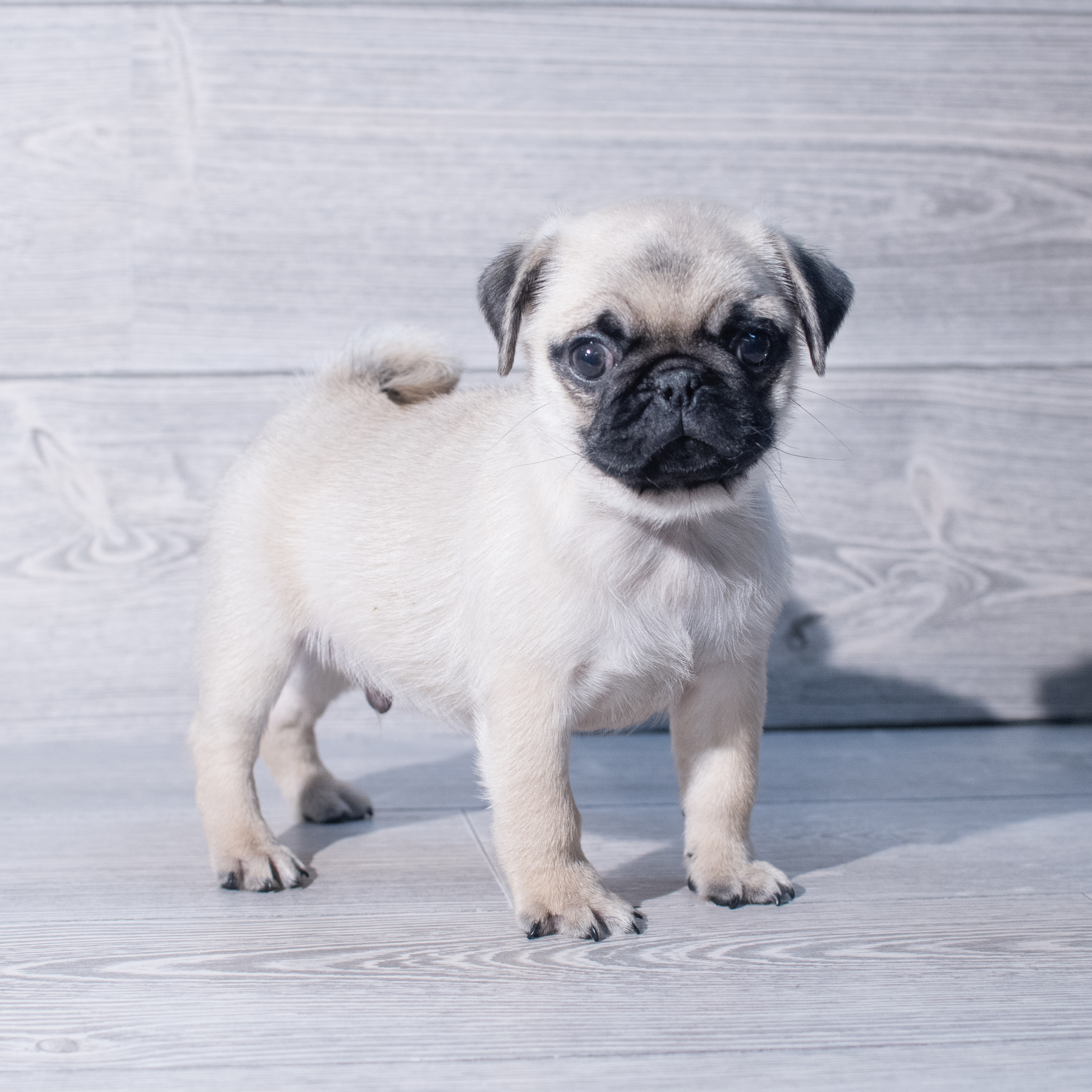 Pug (M) 1943 Image #1