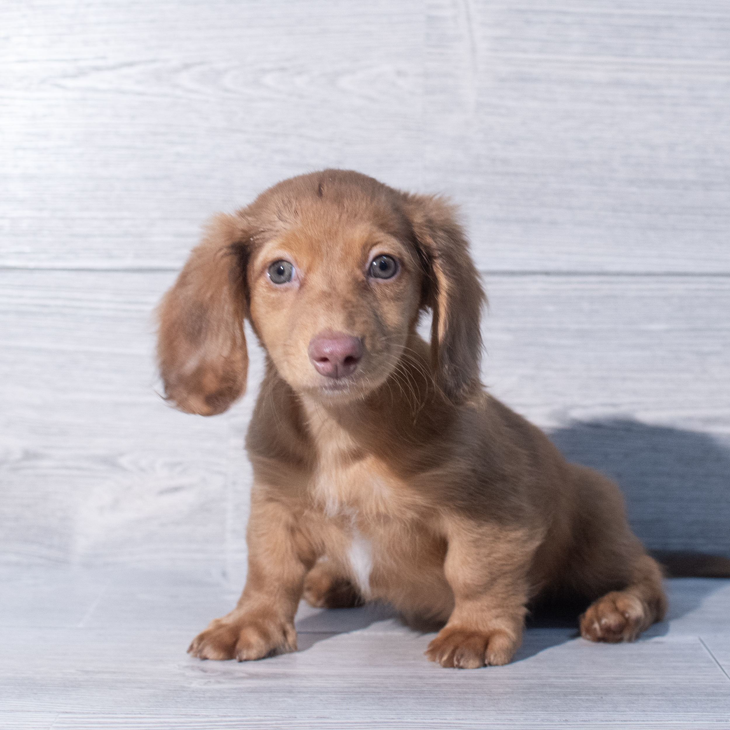 Dachshund (M) 1941 Image #1