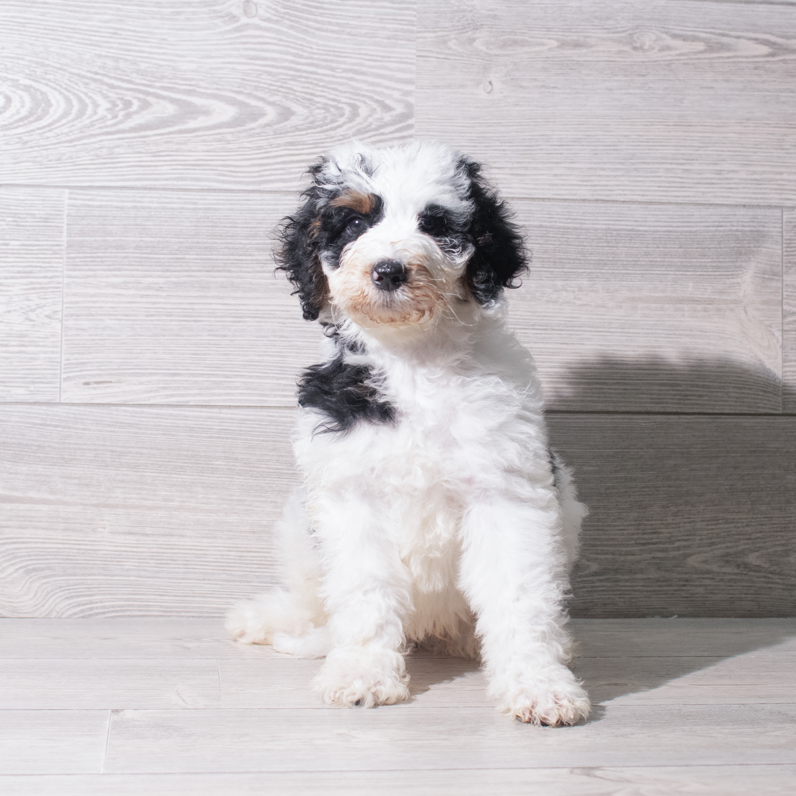 Bernedoodle (M) 5329 Image #1
