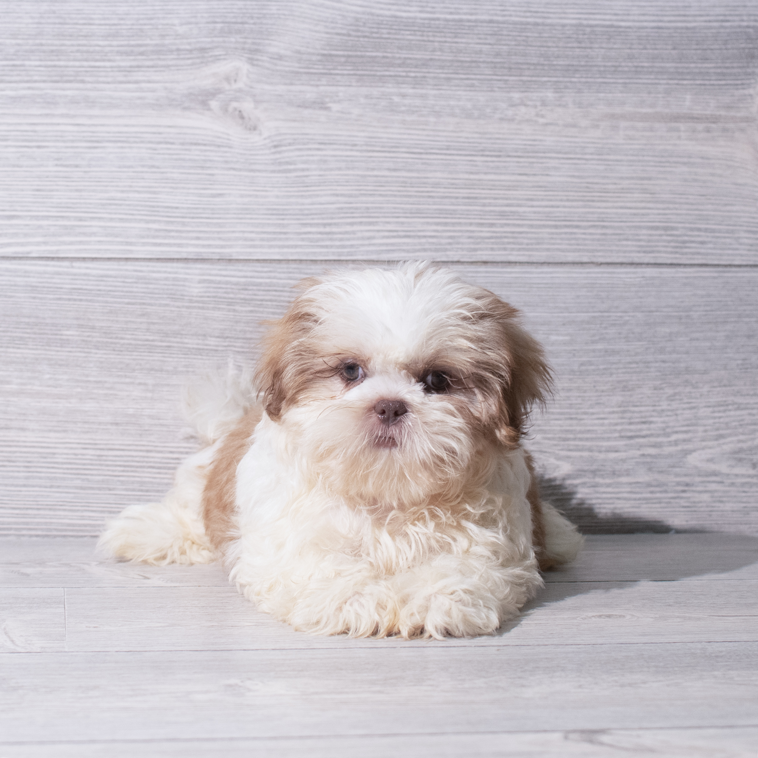 Shih Tzu (F) 5335 Image #1