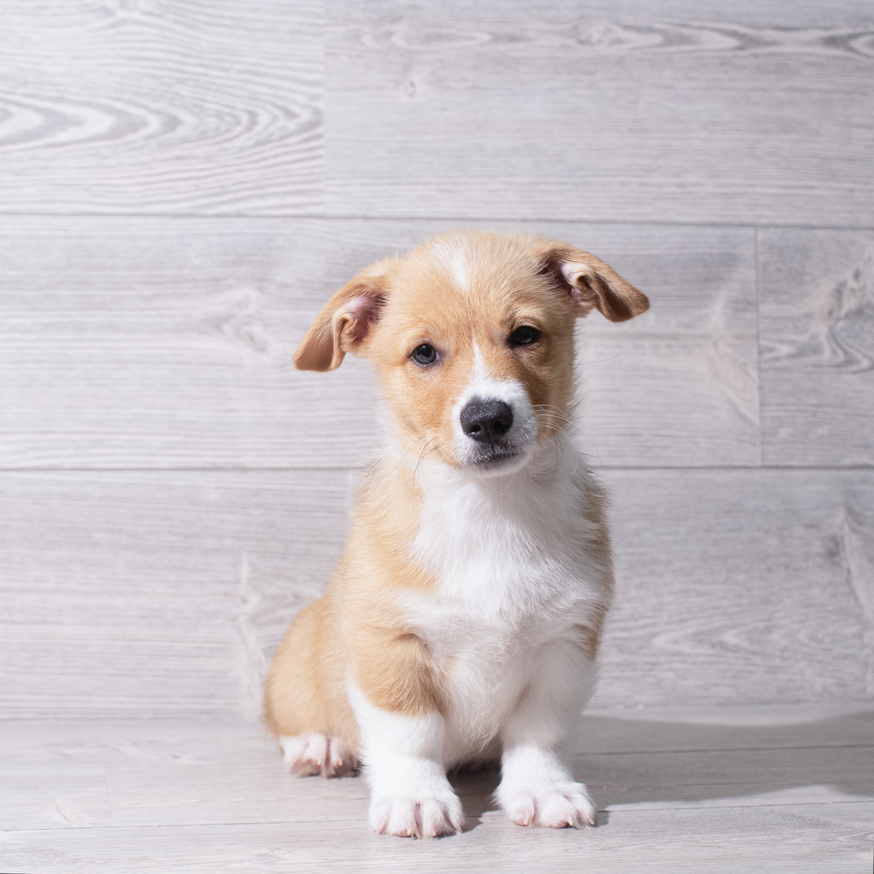 Pembroke Welsh Corgi (M) 5333 Image #1