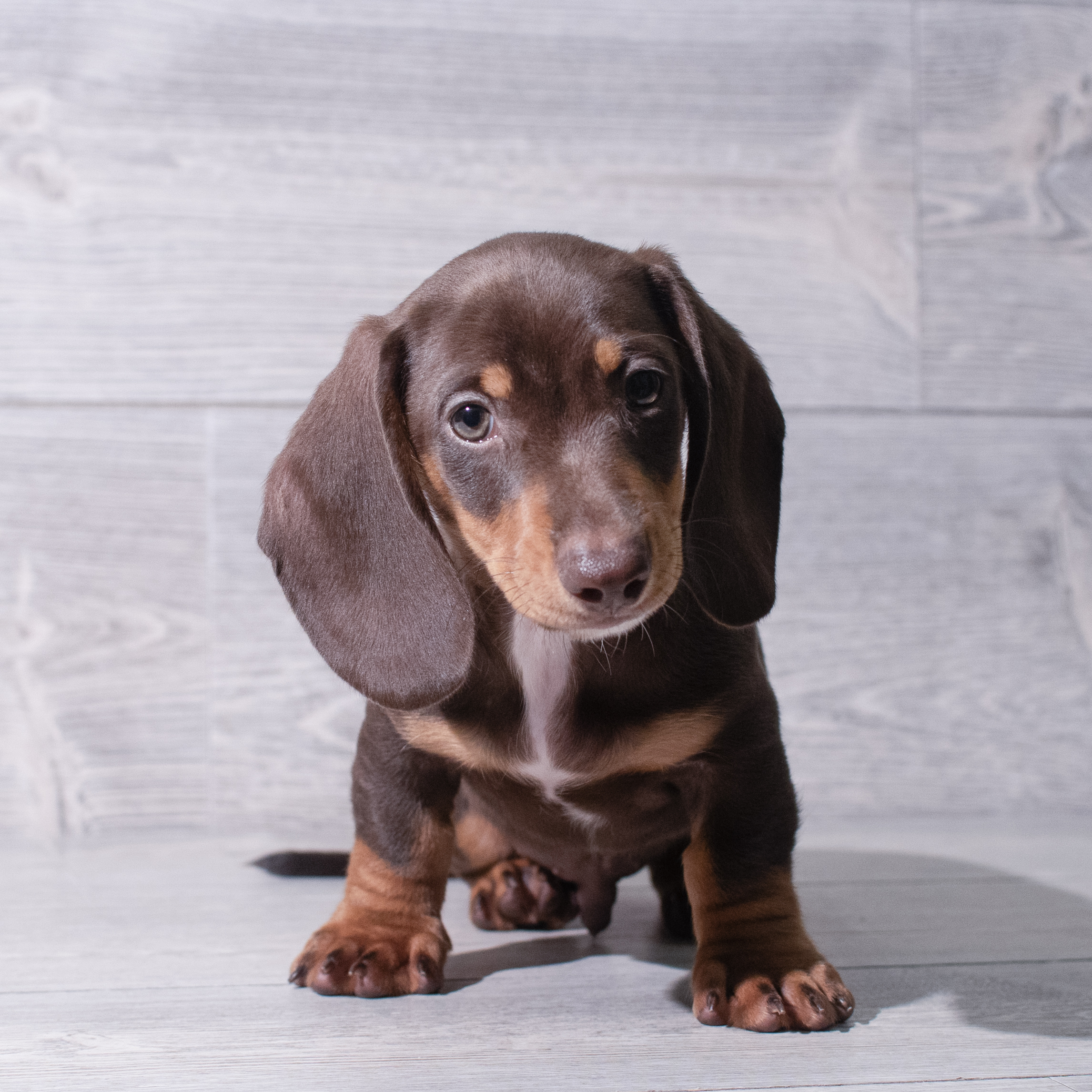 Dachshund (M) 5331 Image #1