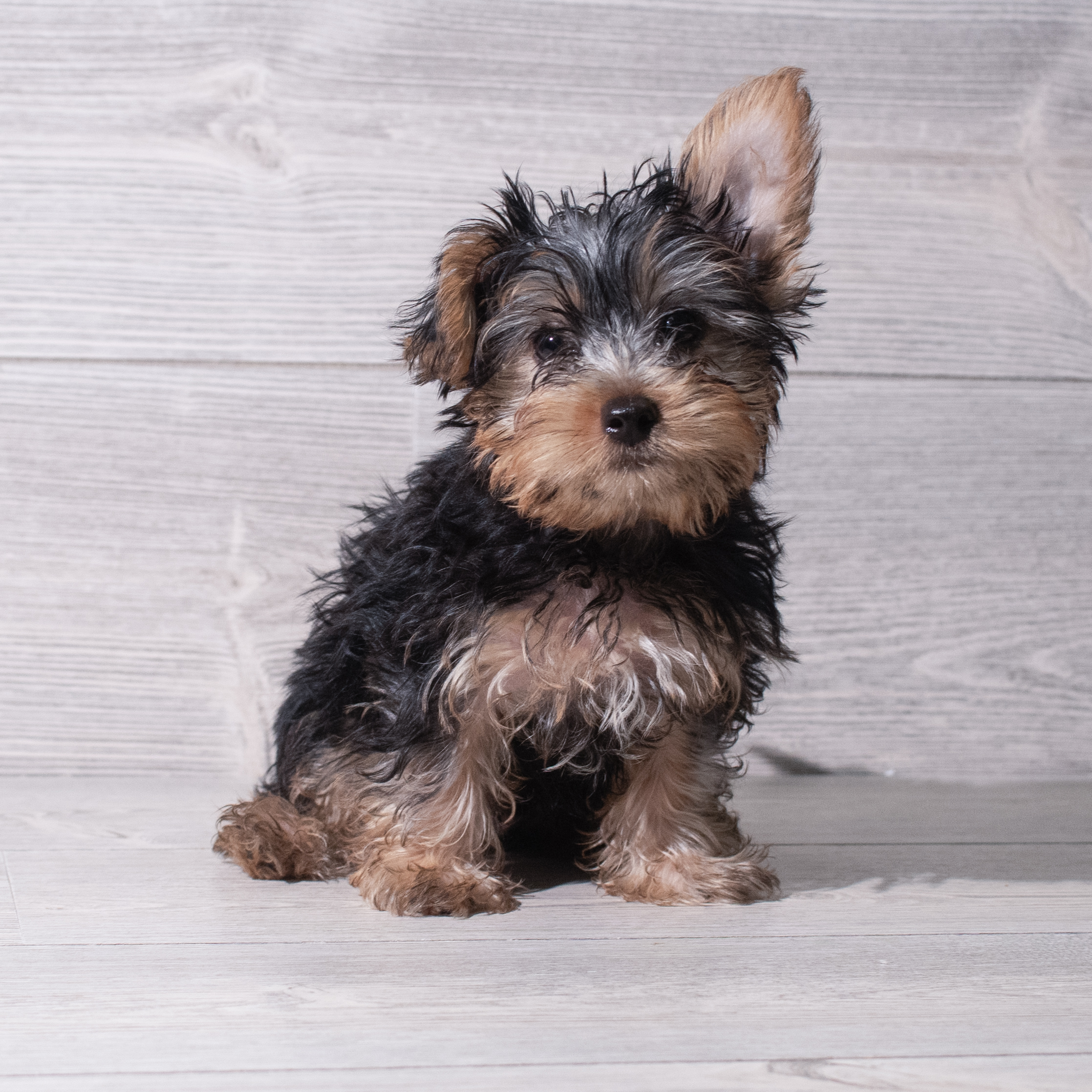 Yorkshire Terrier (M-N) 5337 Image #1