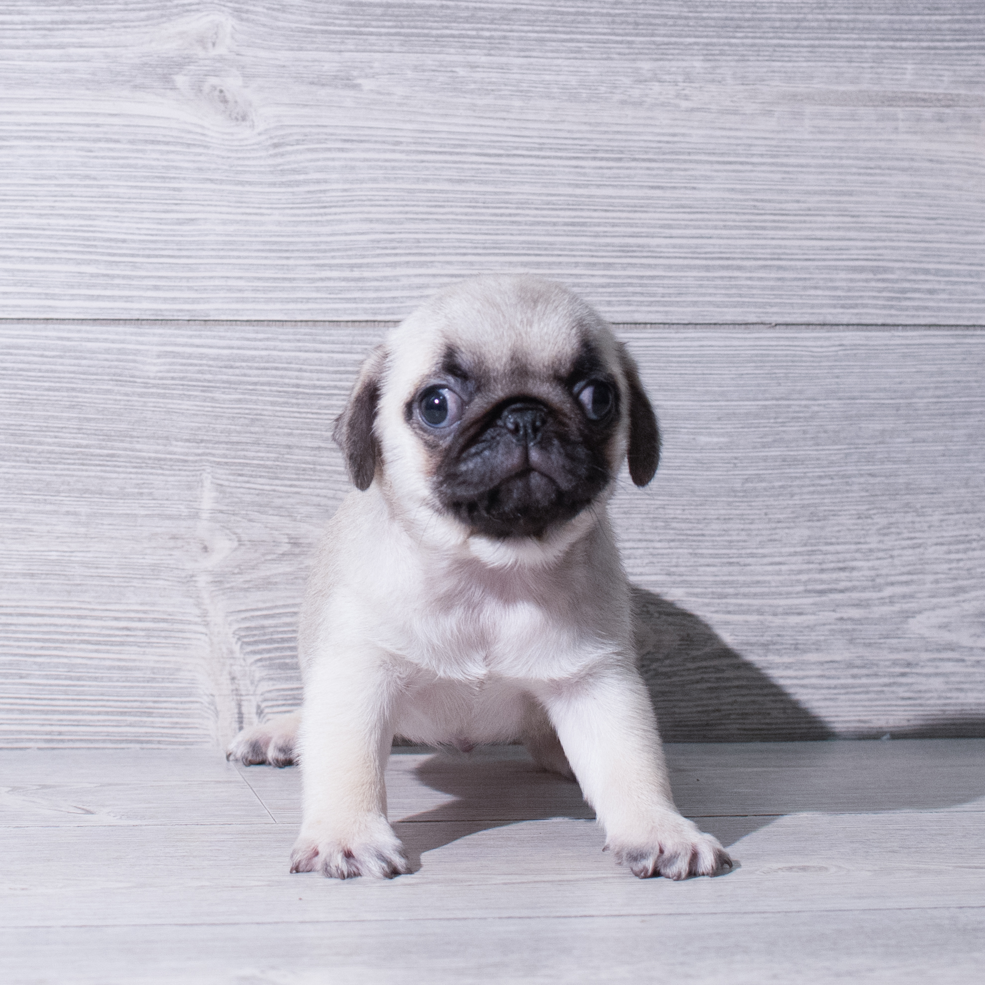 Pug (M) 5334 Image #1