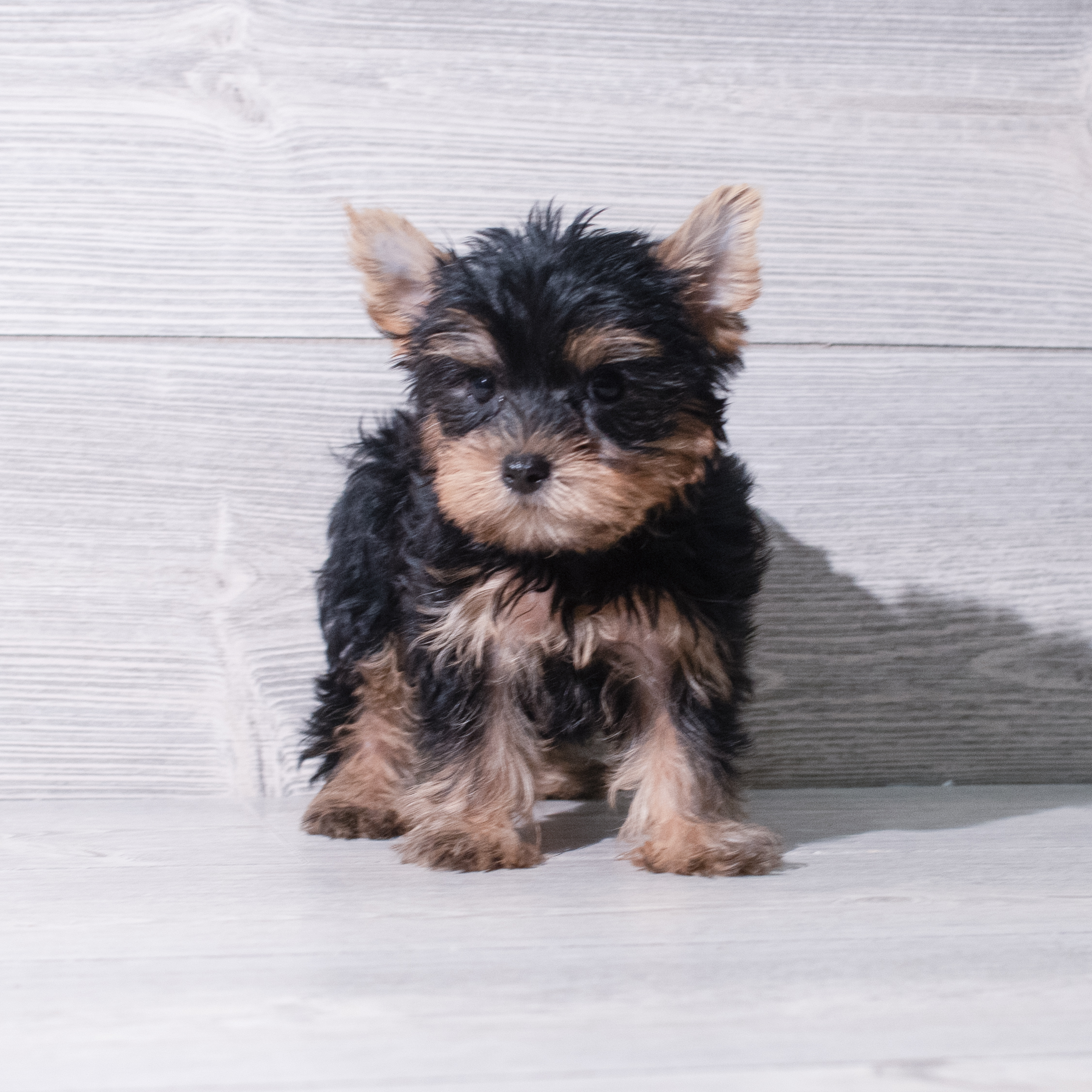 Yorkie (F) 5340 Image #1