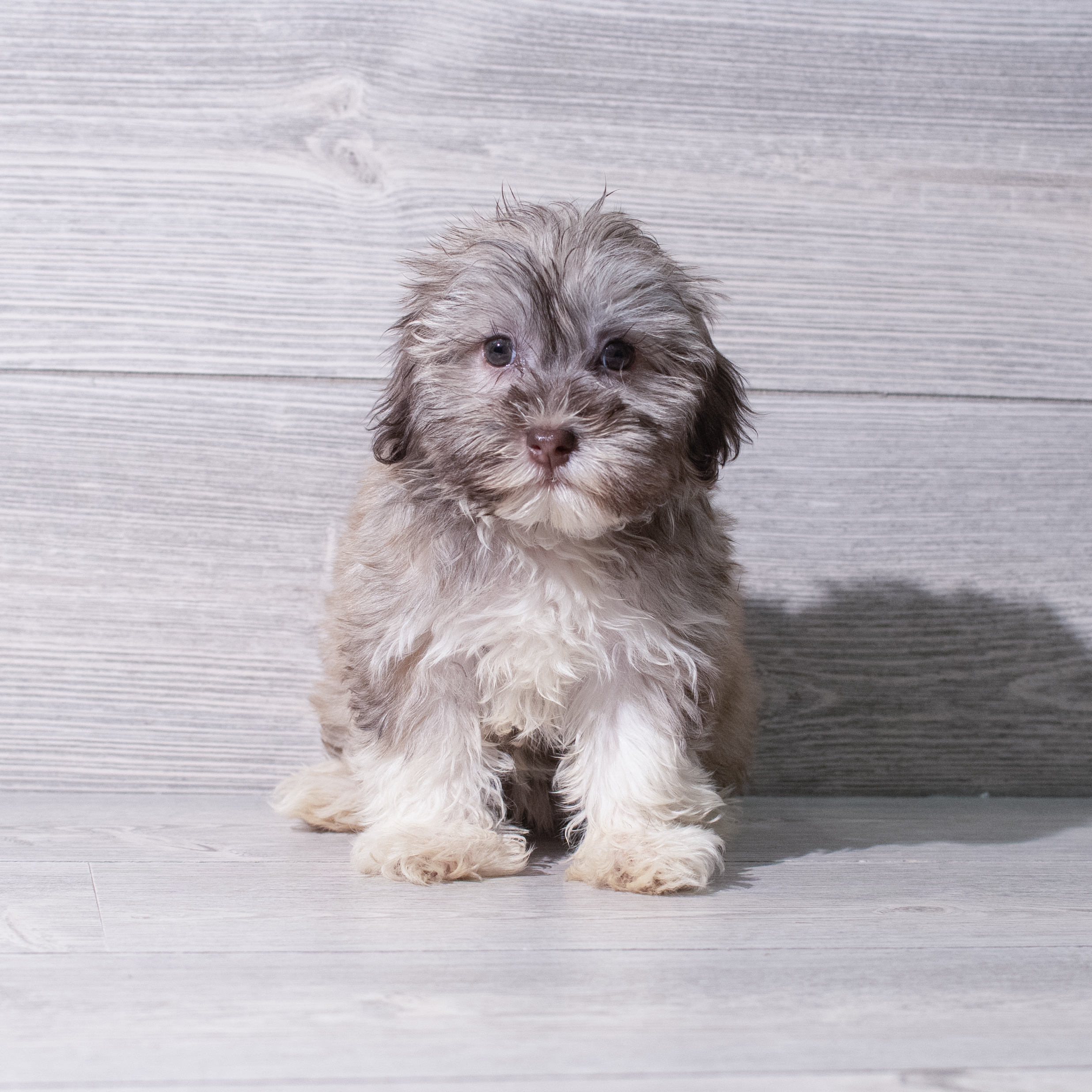 Havanese (F) 5341 Image #1