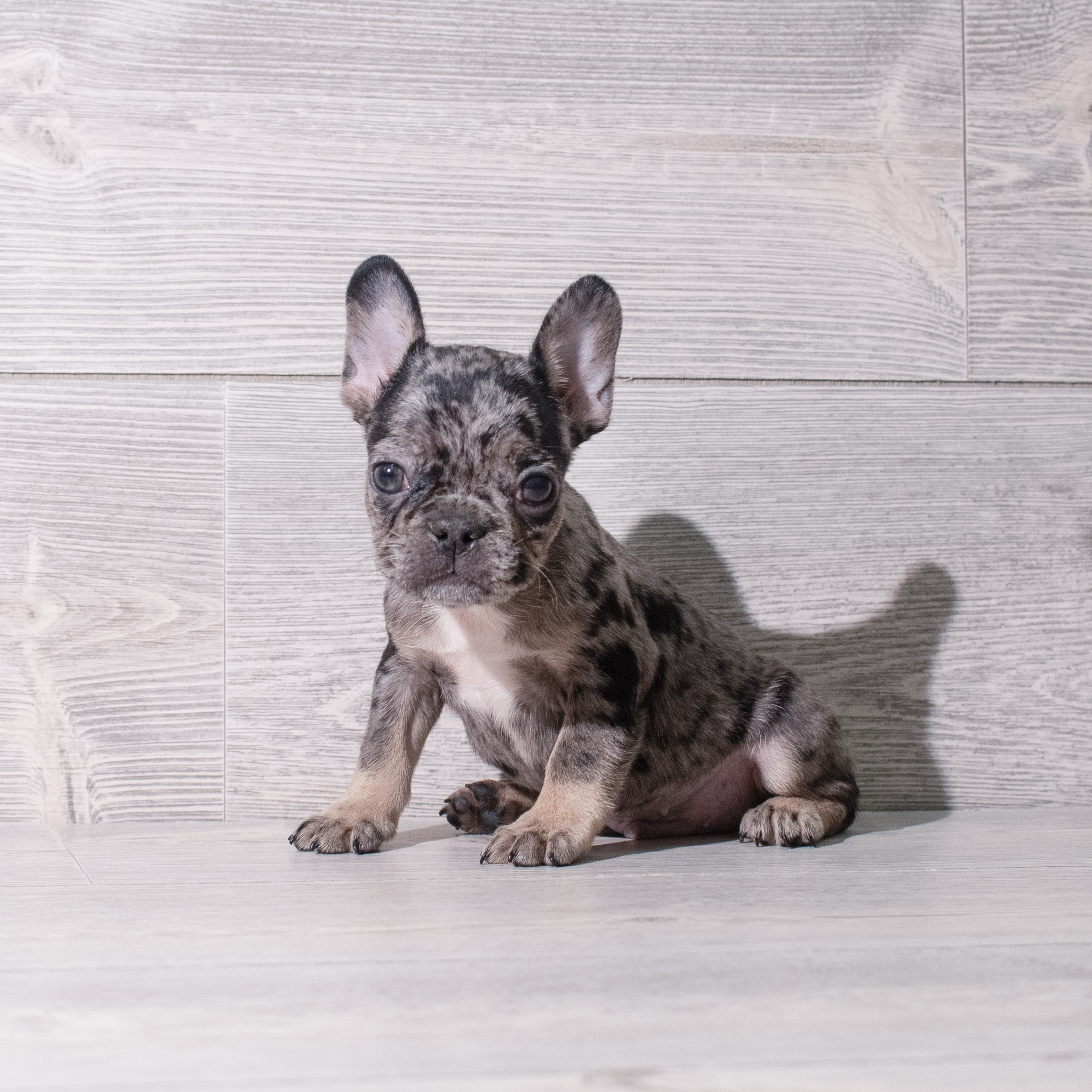 French Bulldog (M) 5338 Image #1