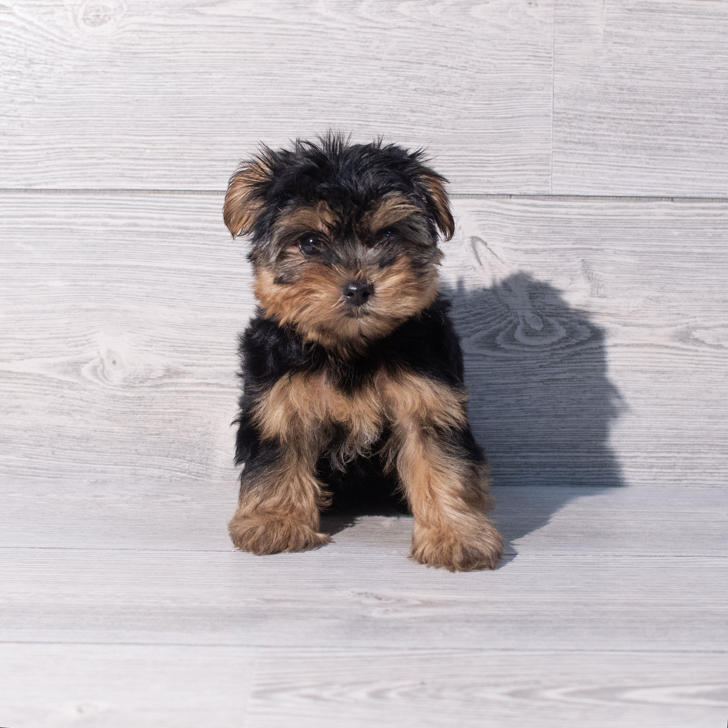 Yorkie (F) 1956 Image #1