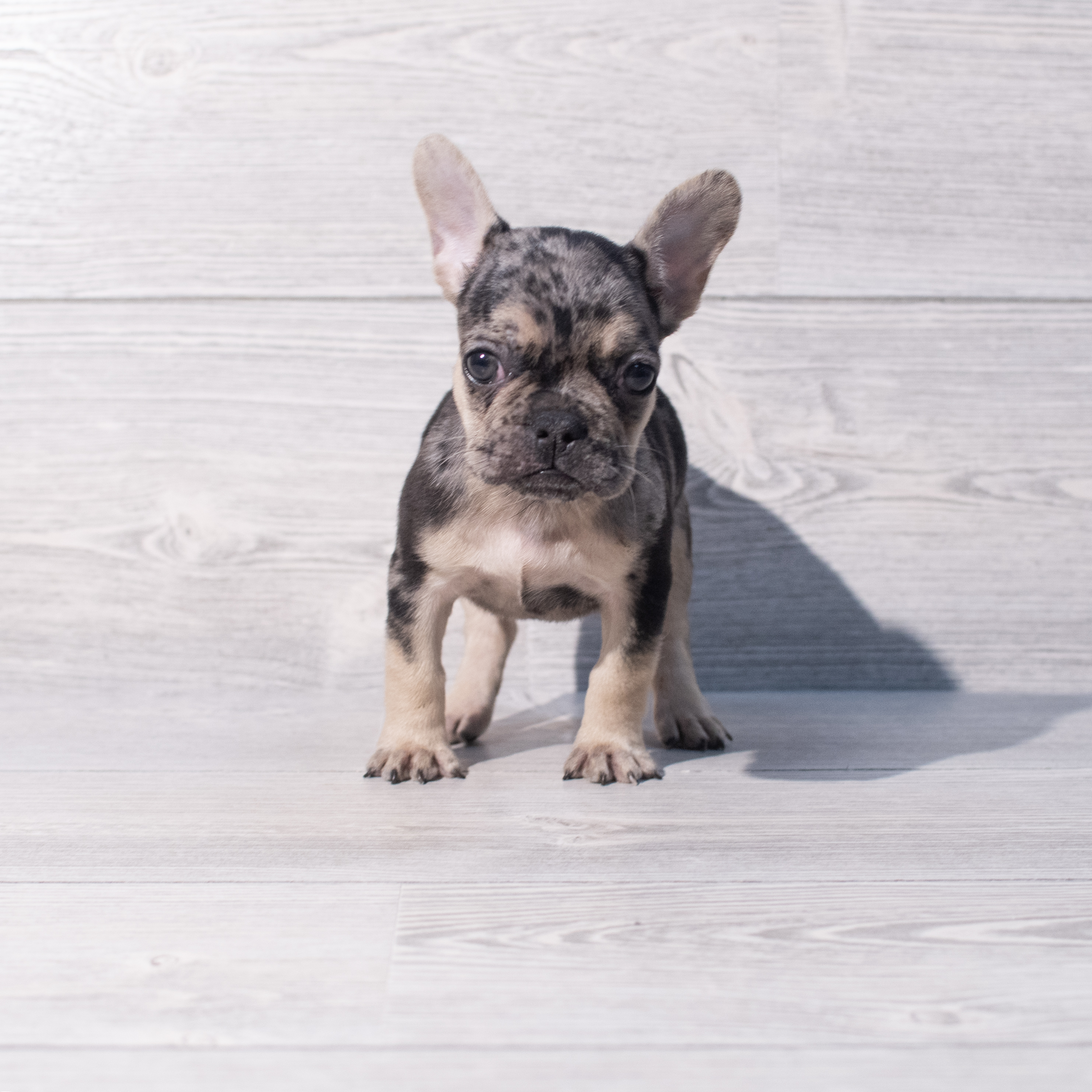 French Bulldog (F) 1953 Image #1