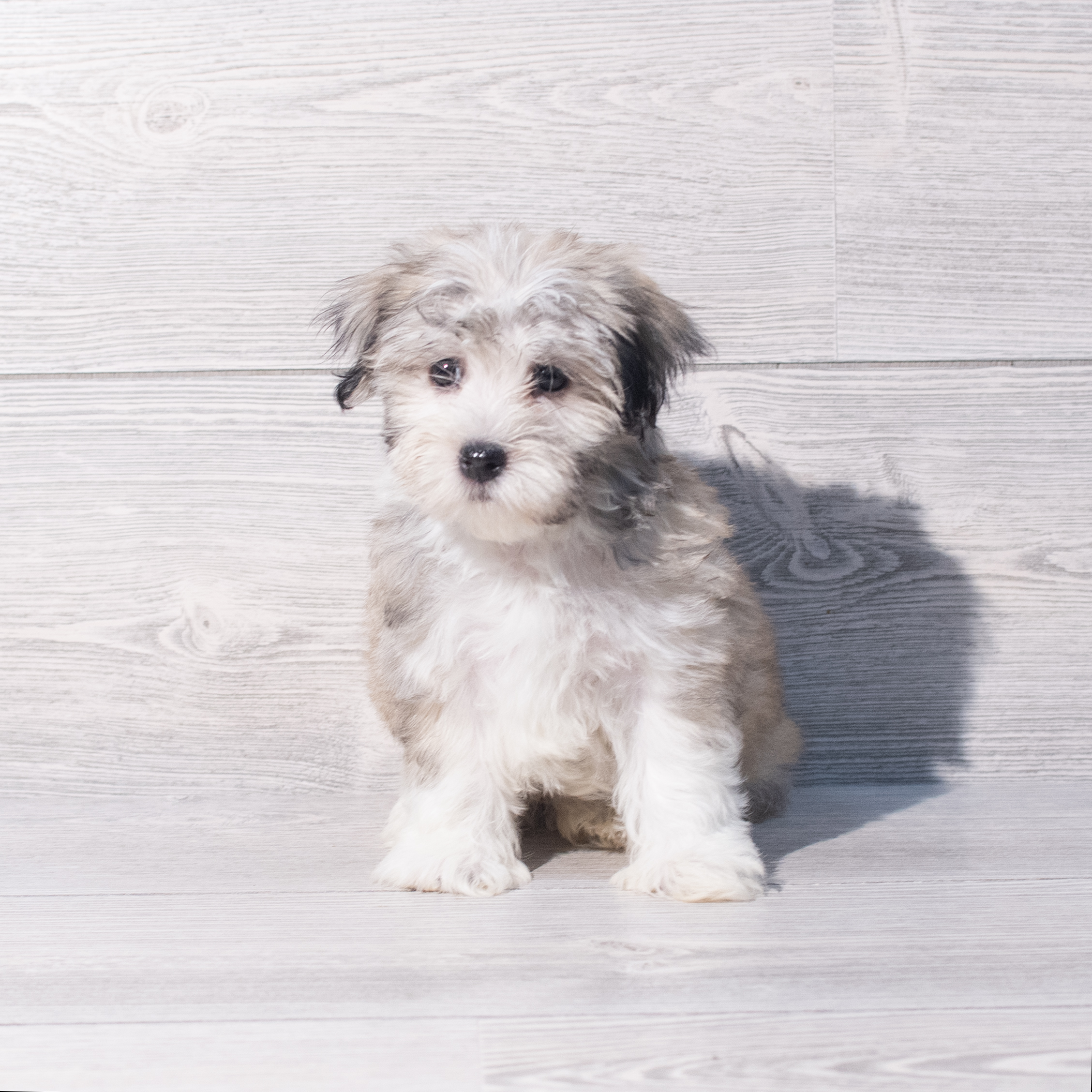 Havanese (F) 1955 Image #1