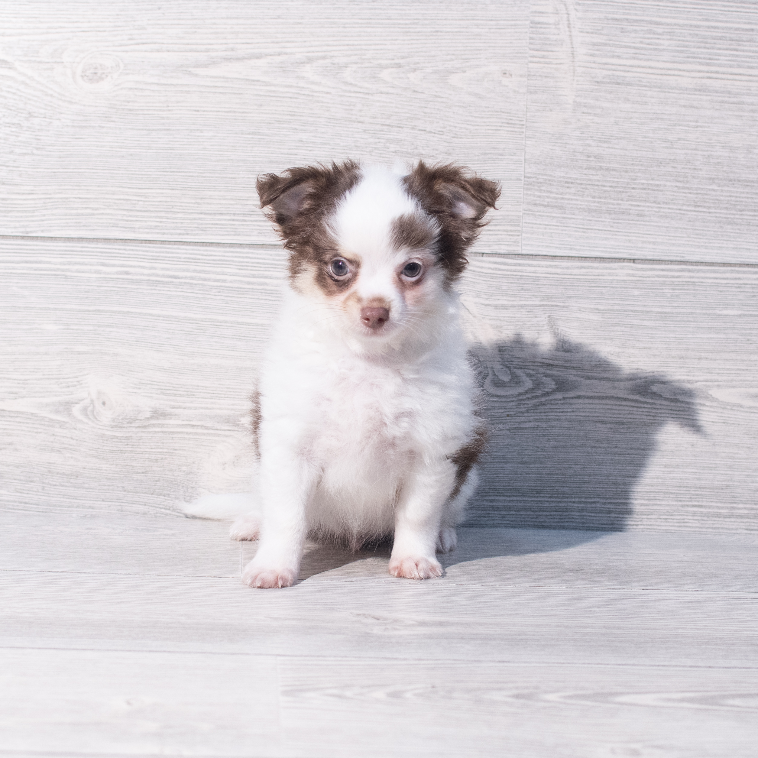 Chihuahua (M) 1946 Image #1