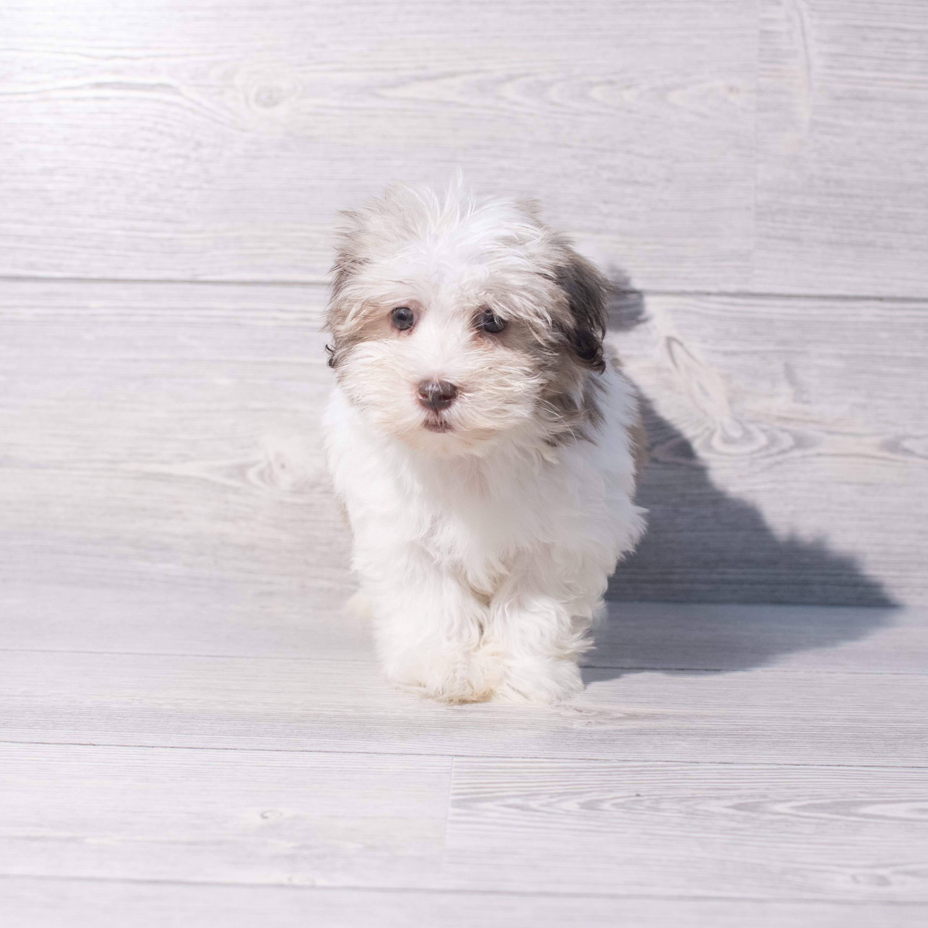 Havanese (M) 1954 Image #1