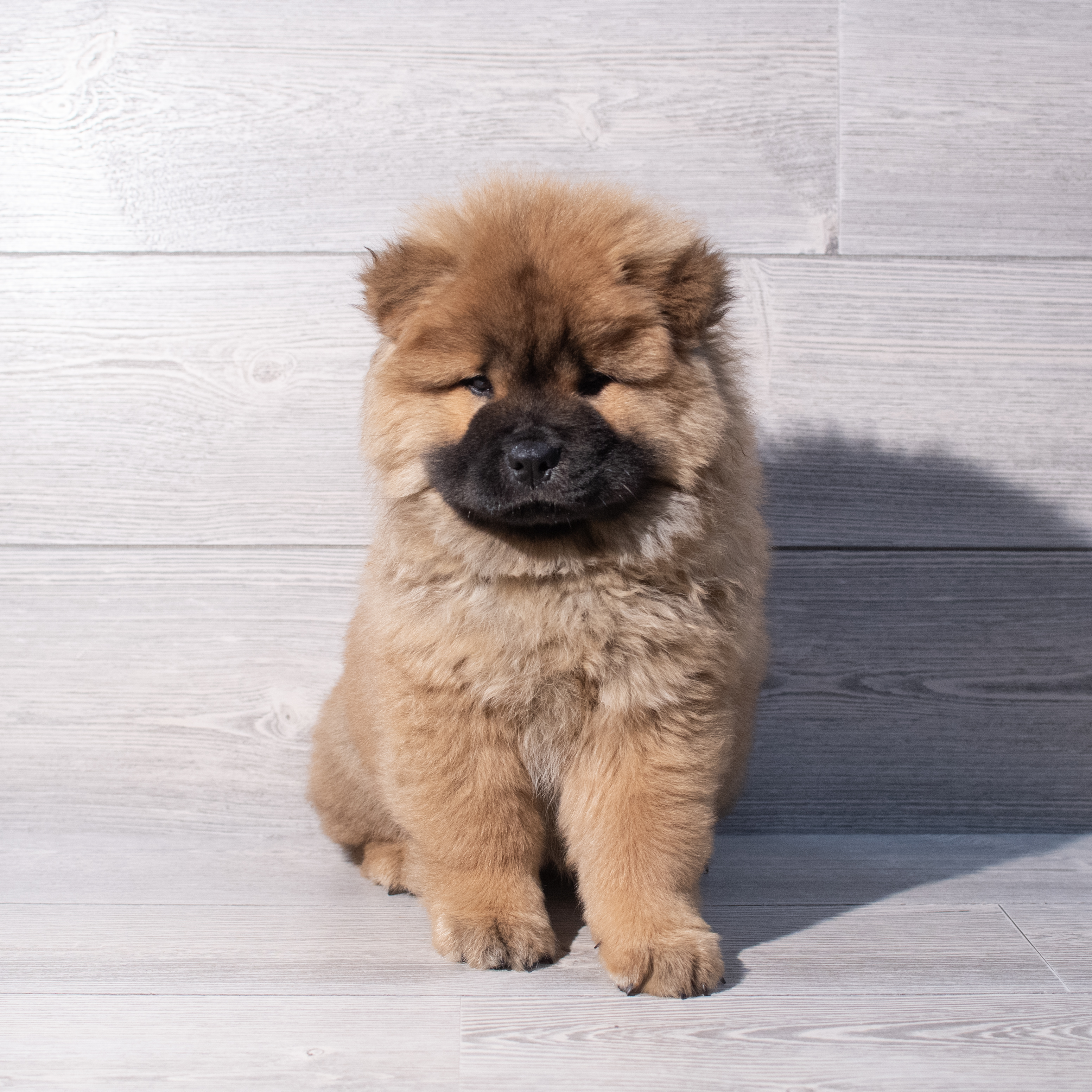 Chow Chow (F) 1947 Image #1