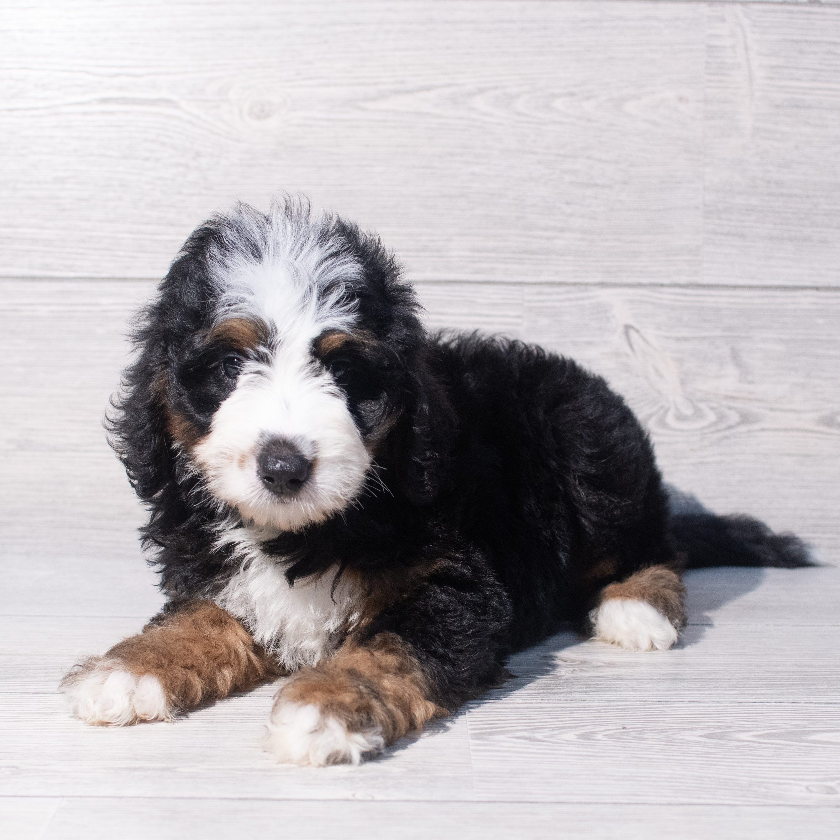 Bernedoodle (M) 1944 Image #1
