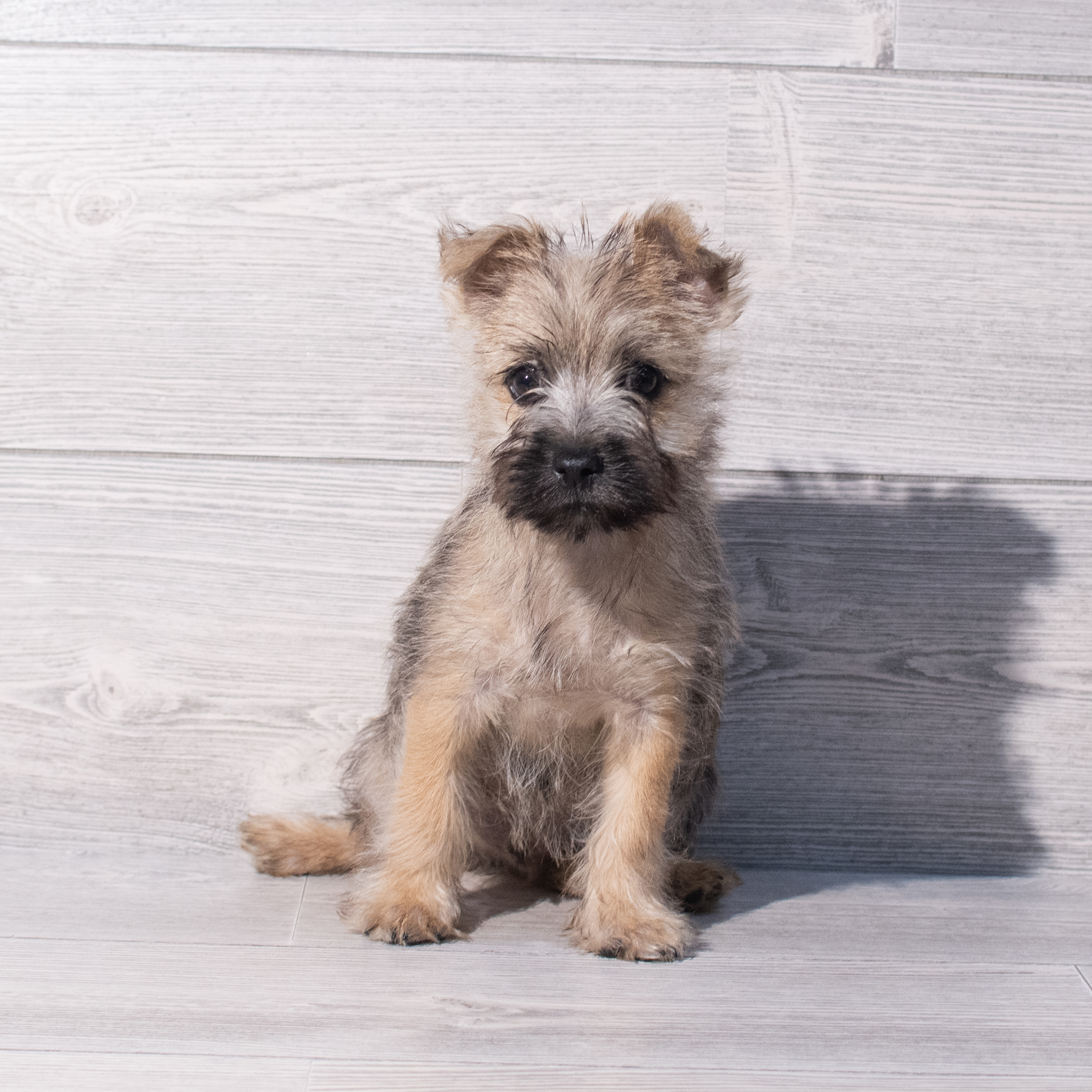 Cairn Terrier (M) 1945 Image #1