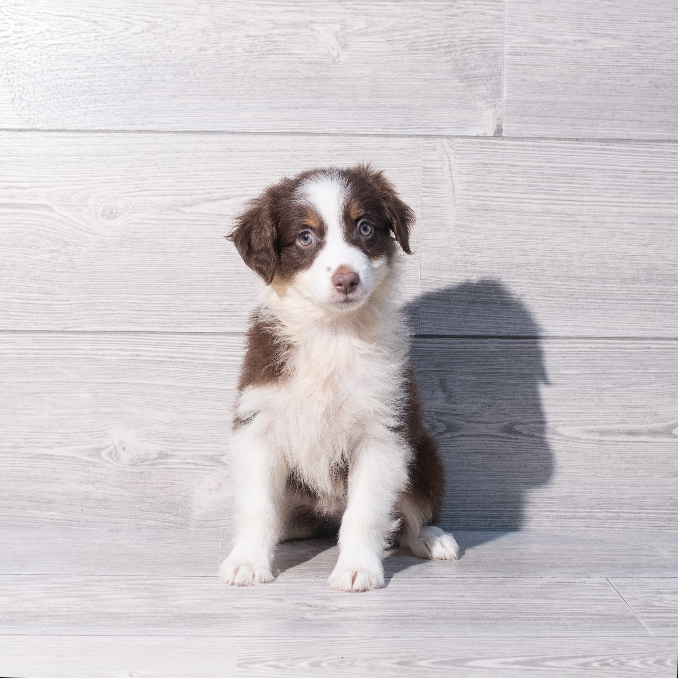 Miniature Australian Shepherd (F) 1949 Image #1