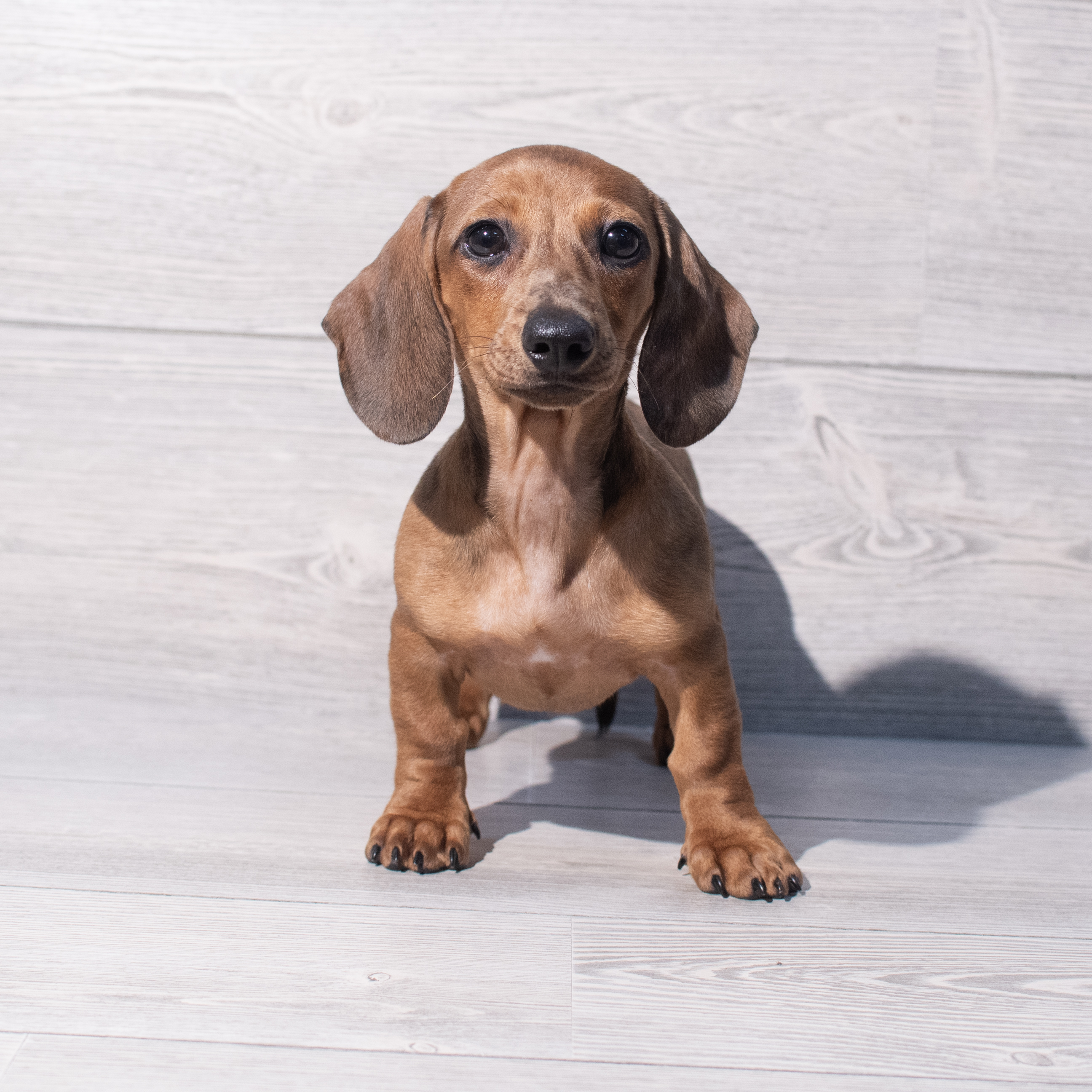 Dachshund (F) 1948 Image #1